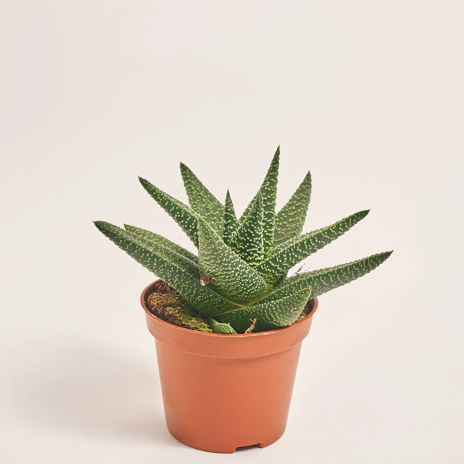 Зображення товару Хавортія мікс, артикул: 30142