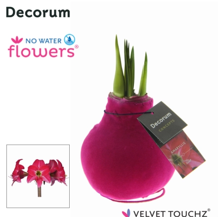 Зображення товару Амариліс "Вельвет Тач" Неон Пінк Декорум, артикул: 54803