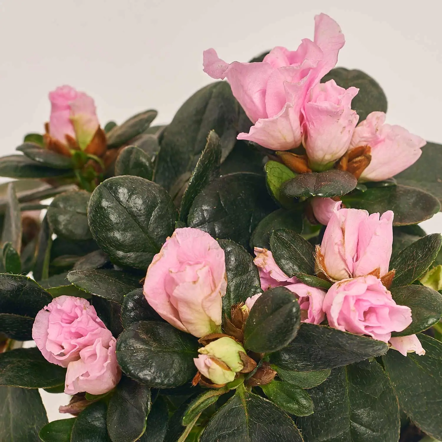 Зображення товару Азалія мікс в кер., артикул: 53419