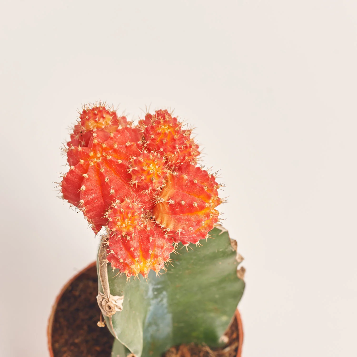 Гімнокаліциум мікс, артикул: 1470 Зображення товару Гімнокаліциум мікс, артикул: 1470