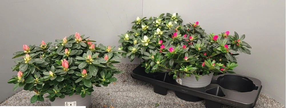 Зображення товару Азалія мікс, артикул: 48229