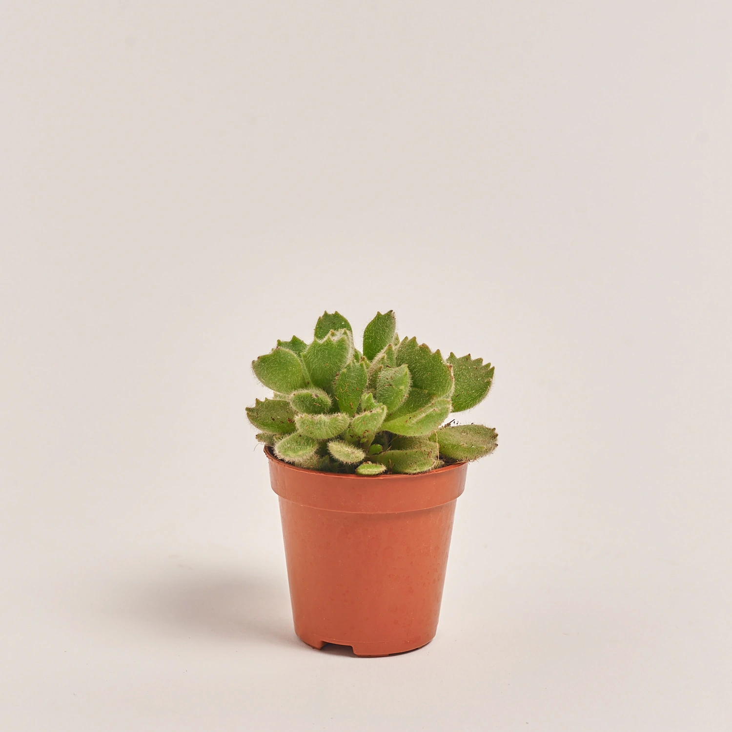 Зображення товару Сукулент мікс, артикул: 39954