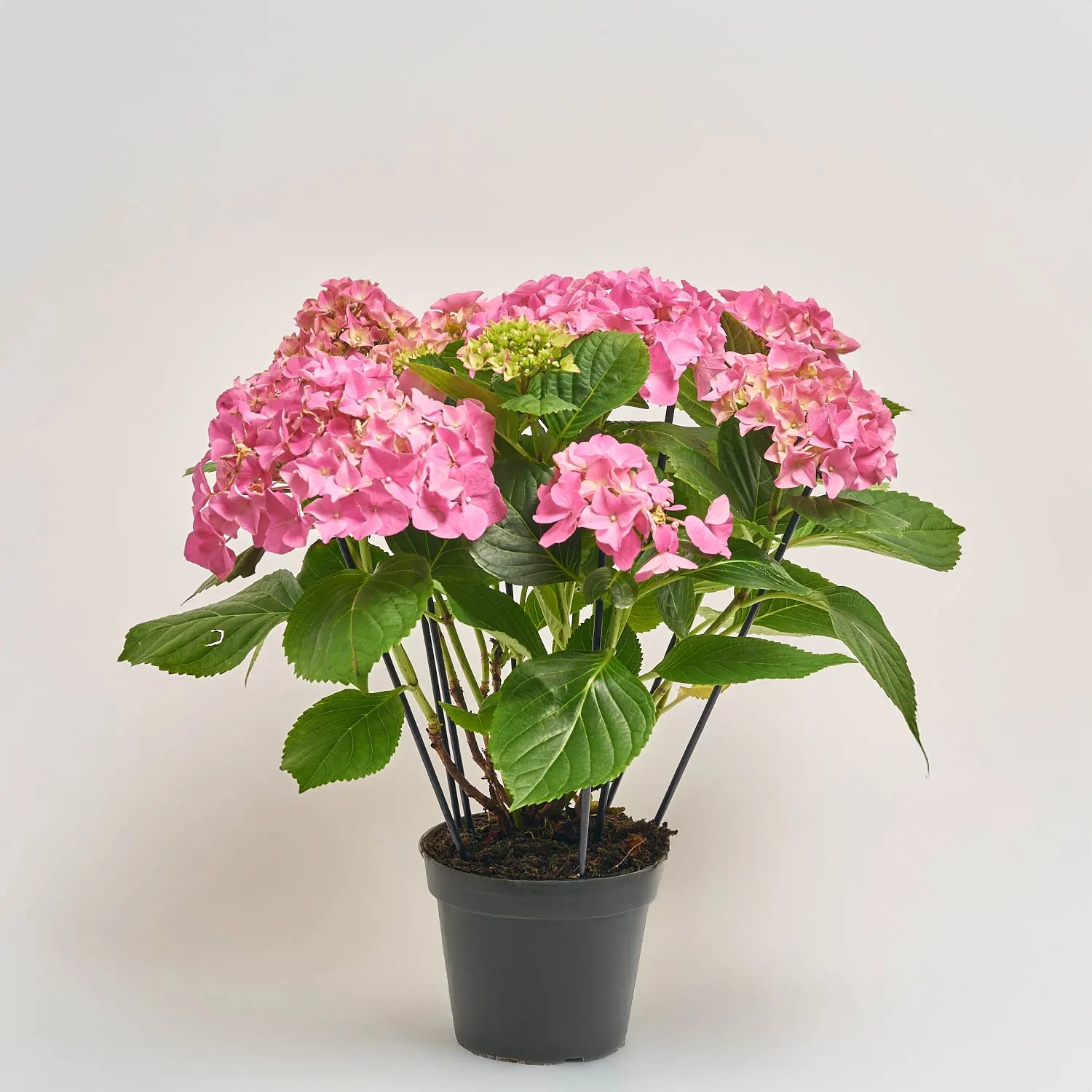 Гортензія рожева 8ст., артикул: 39267 Зображення товару Гортензія рожева 8ст., артикул: 39267