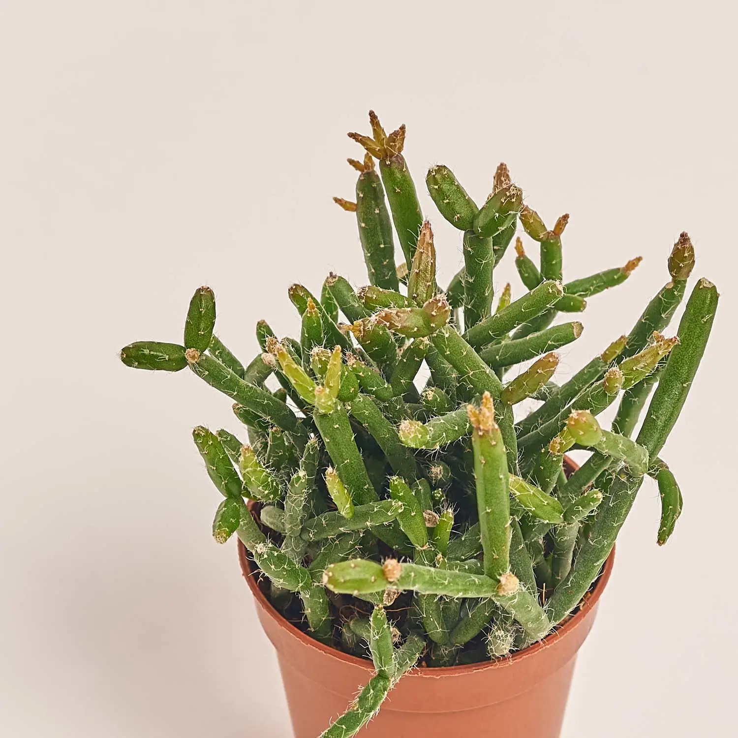 Рипсаліс Барчела, артикул: 53325 Зображення товару Рипсаліс Барчела, артикул: 53325