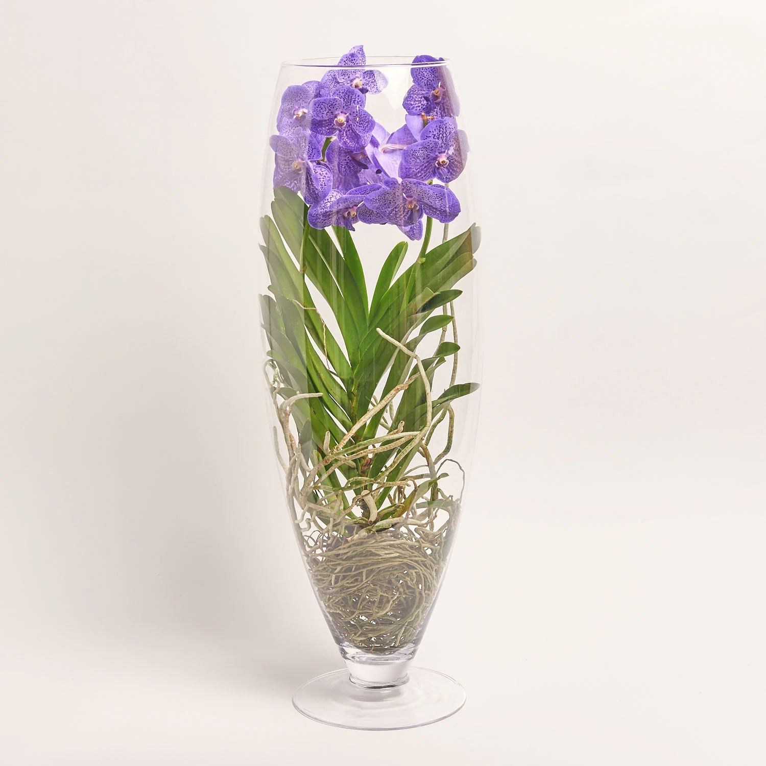 Зображення товару Ванда Шамапань у склі, артикул: 42957