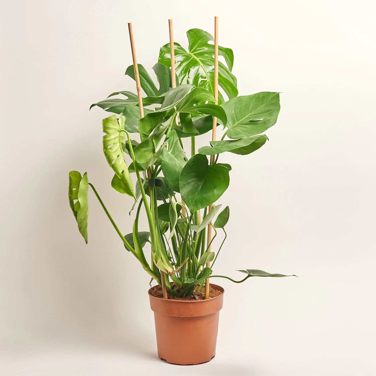 Зображення товару Монстера Деліціоза, артикул: 38487