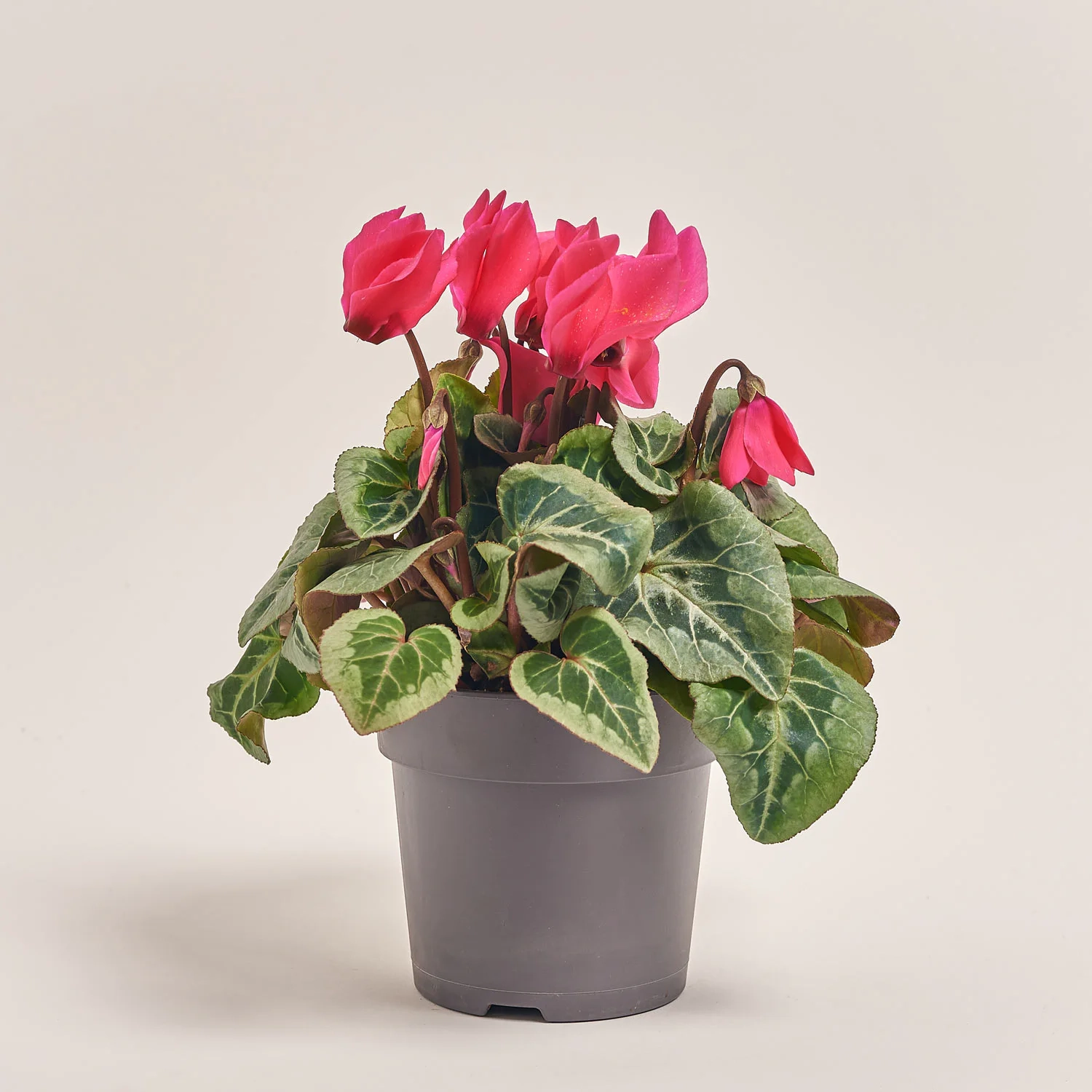 Цикламен Супер Макро, артикул: 44085 Зображення товару Цикламен Супер Макро, артикул: 44085