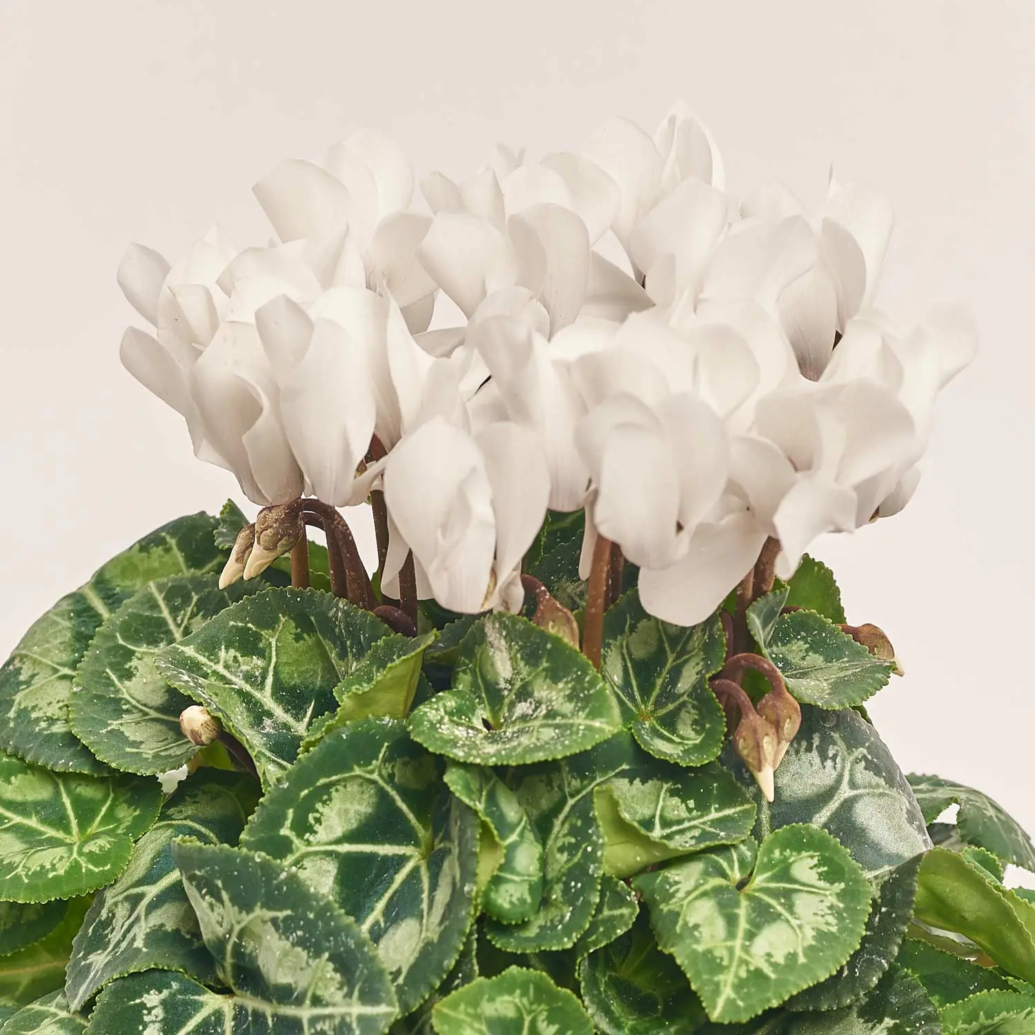 Цикламен Супер Каріно, артикул: 52986 Зображення товару Цикламен Супер Каріно, артикул: 52986