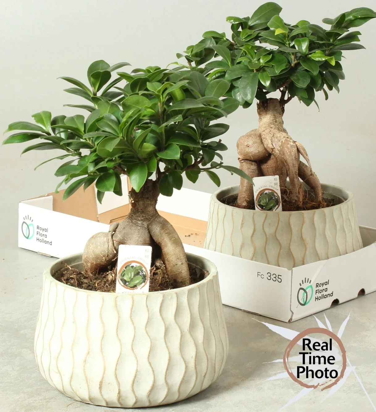 Фікус мікрокарпа Гінсенг в кер., артикул: 56720 Зображення товару Фікус мікрокарпа Гінсенг в кер., артикул: 56720