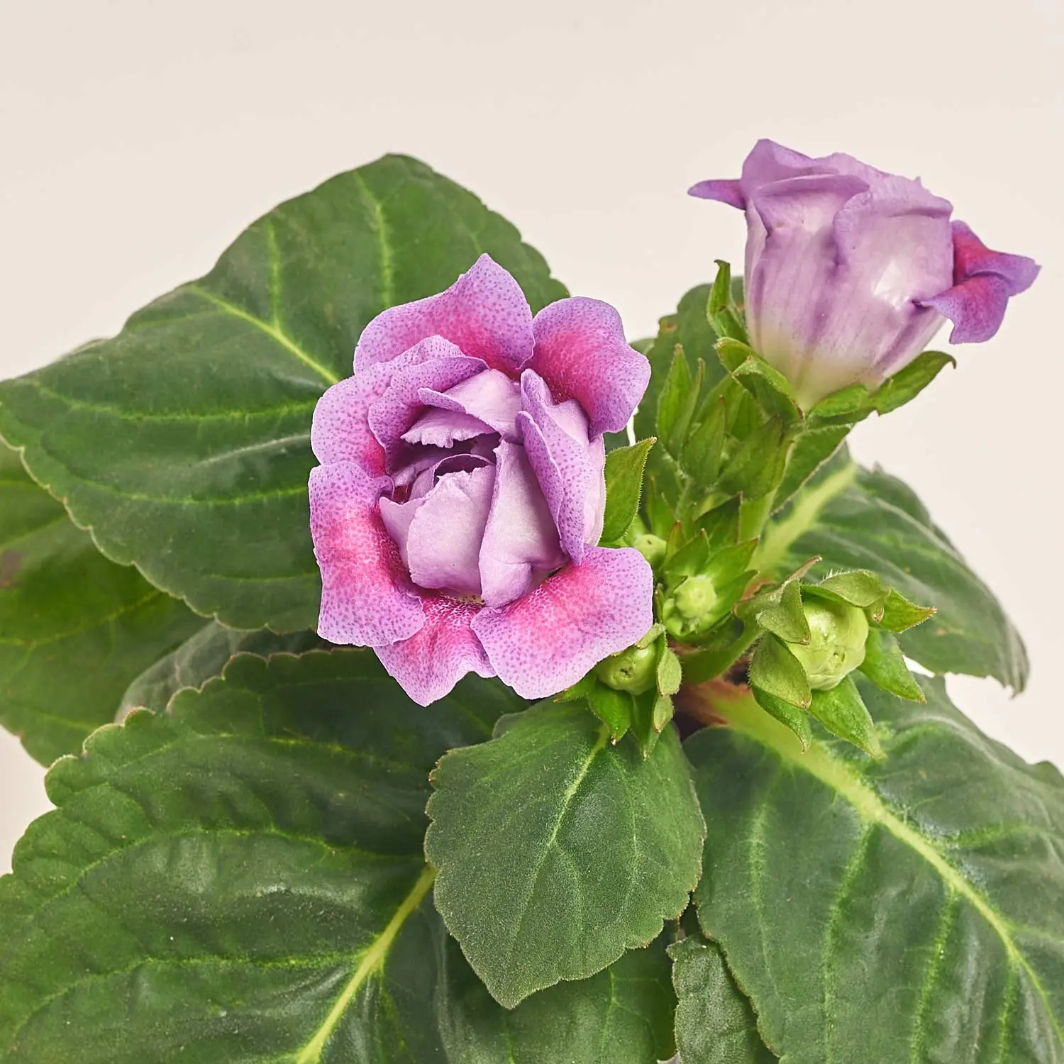 Зображення товару Глоксинія Соната мікс, артикул: 24651