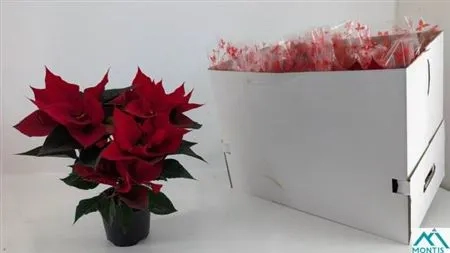 Зображення товару Пуансетія Марс, артикул: 54052