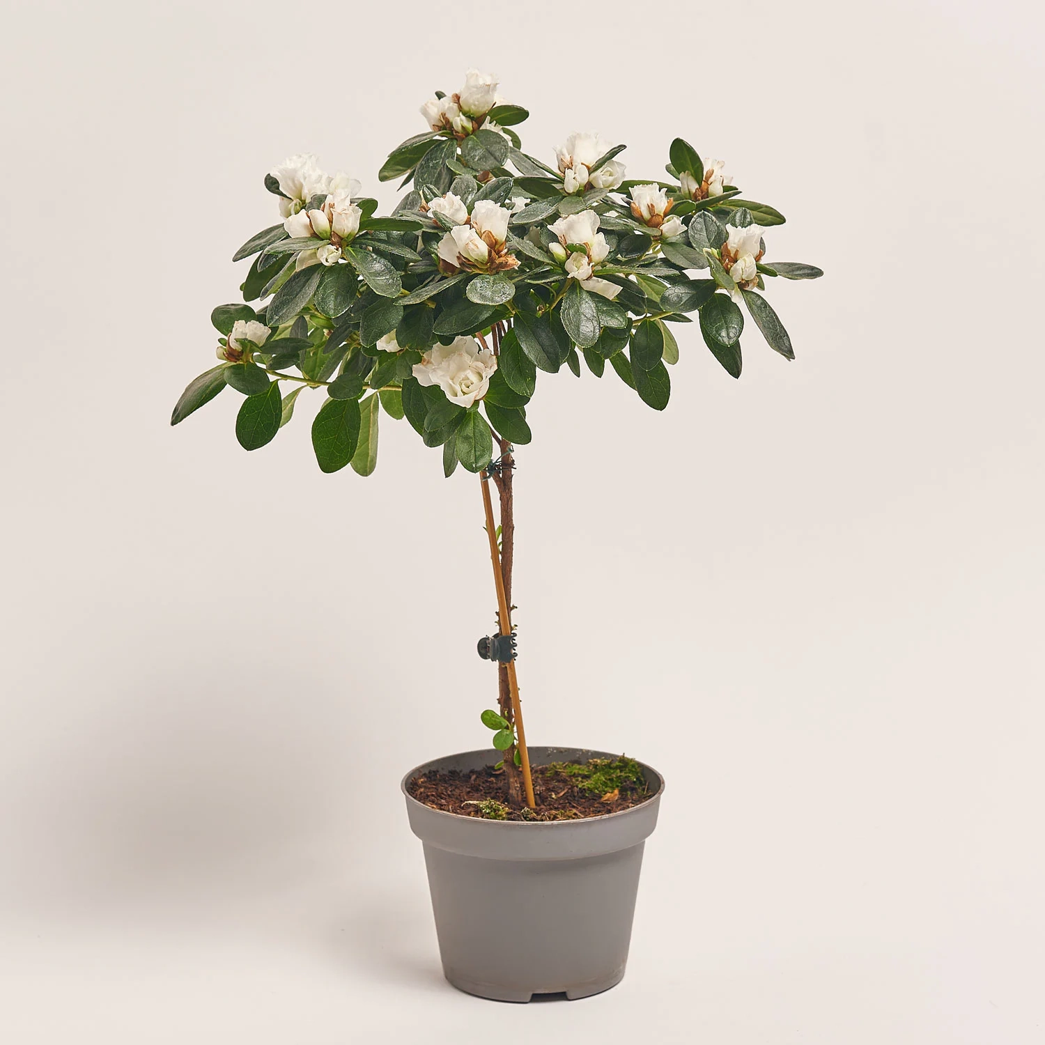 Зображення товару Азалія мікс штам, артикул: 24758