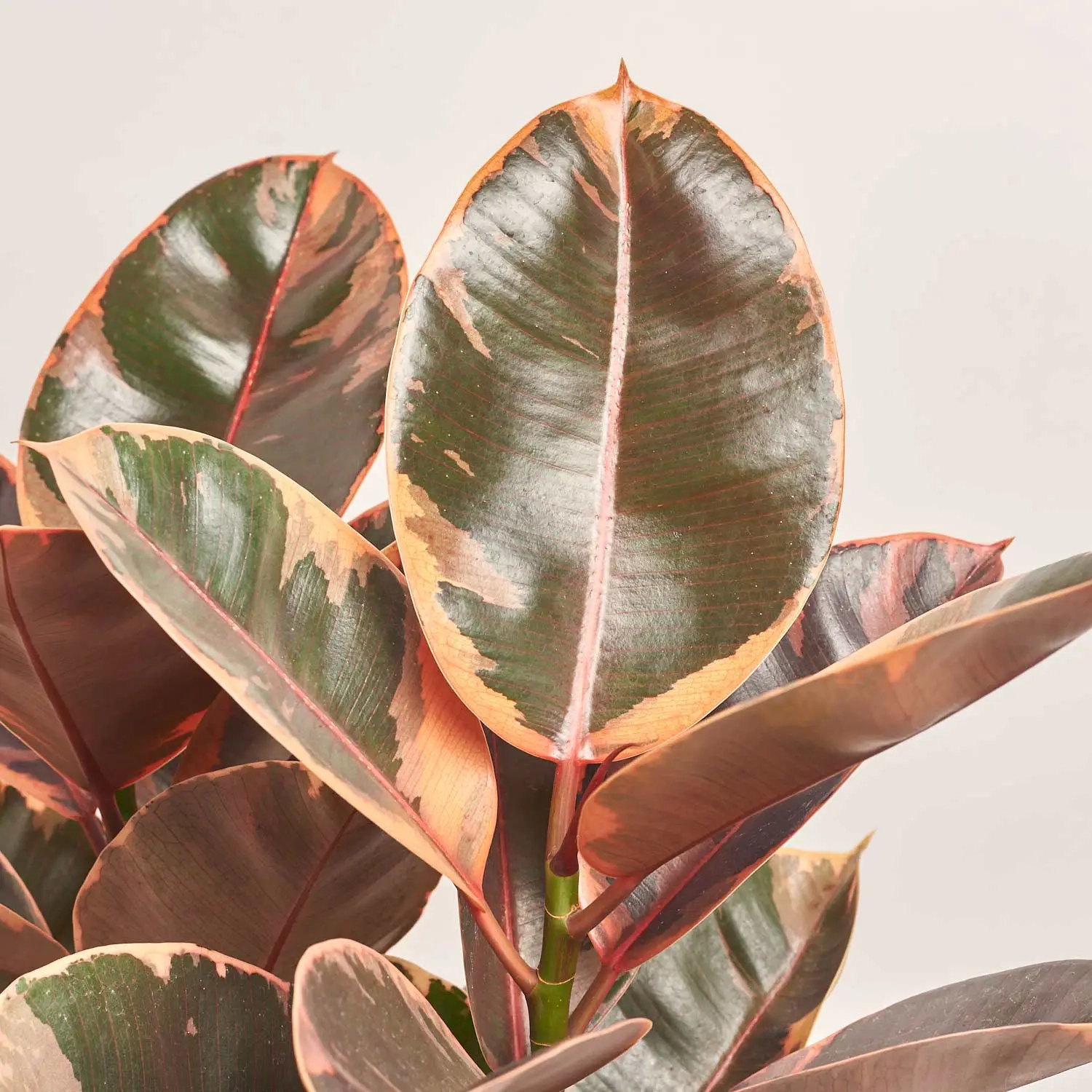 Зображення товару Фікус ел Белізе 3ст., артикул: 54948