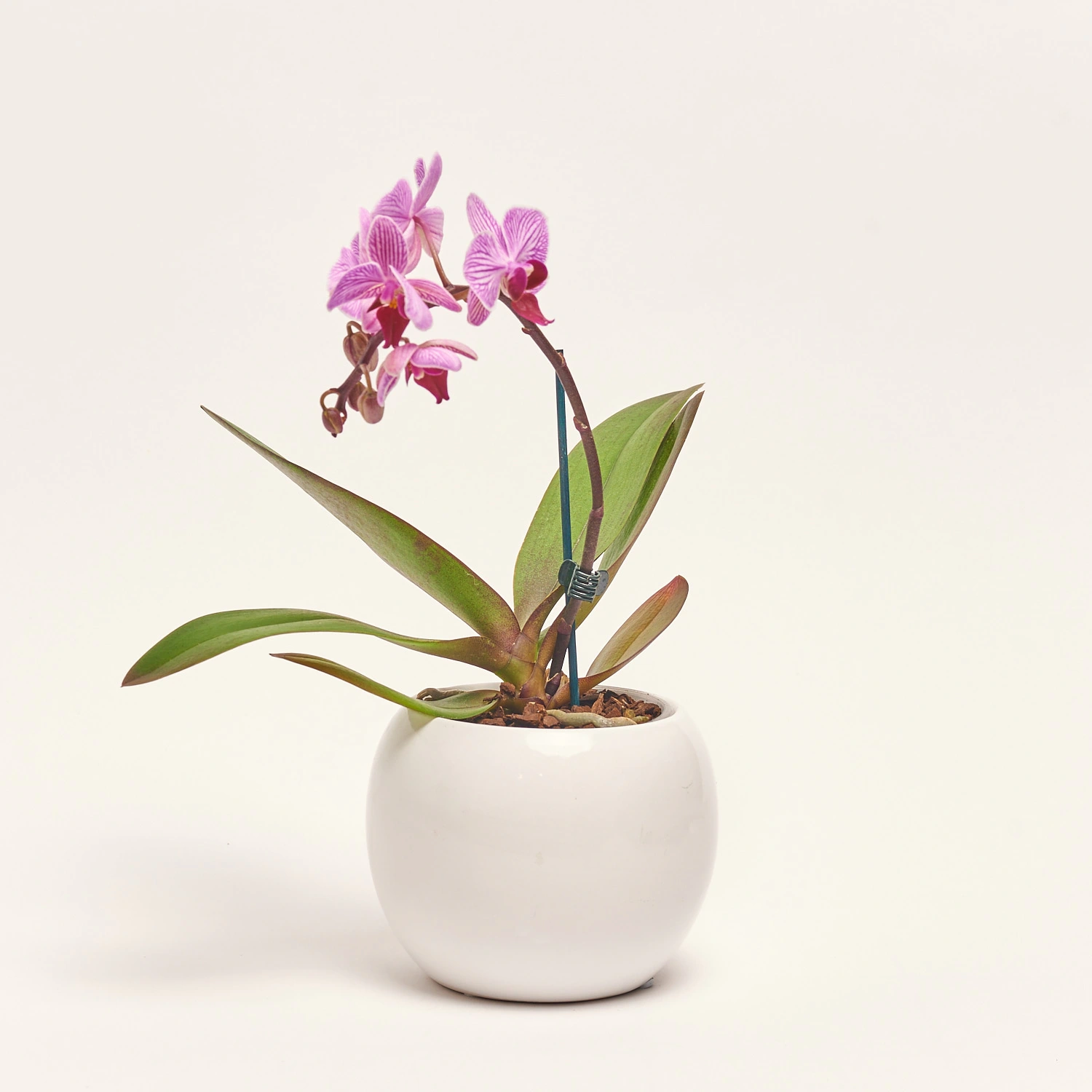 Зображення товару Фаленопсис міні 1ст. в кер., артикул: 50231