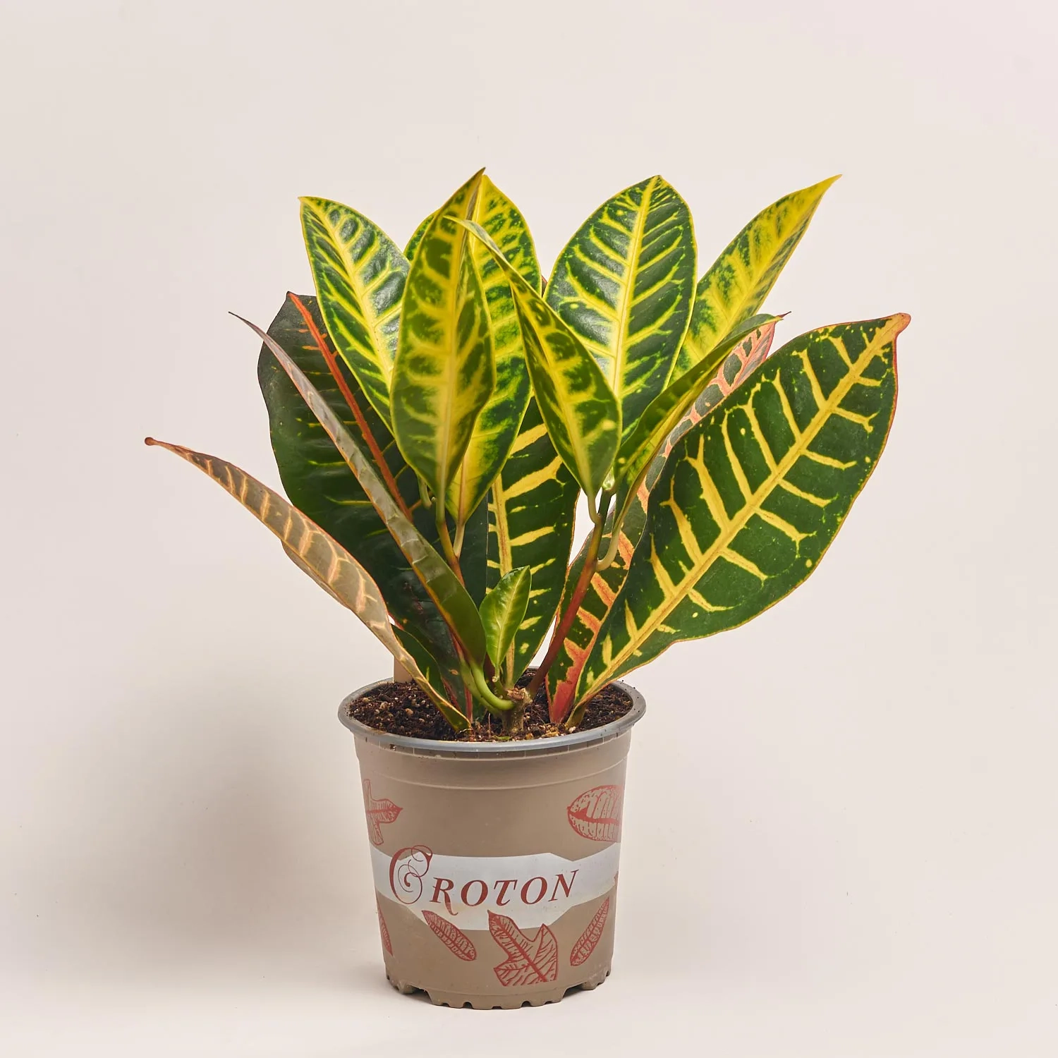 Кротон Петра, артикул: 34648 Зображення товару Кротон Петра, артикул: 34648