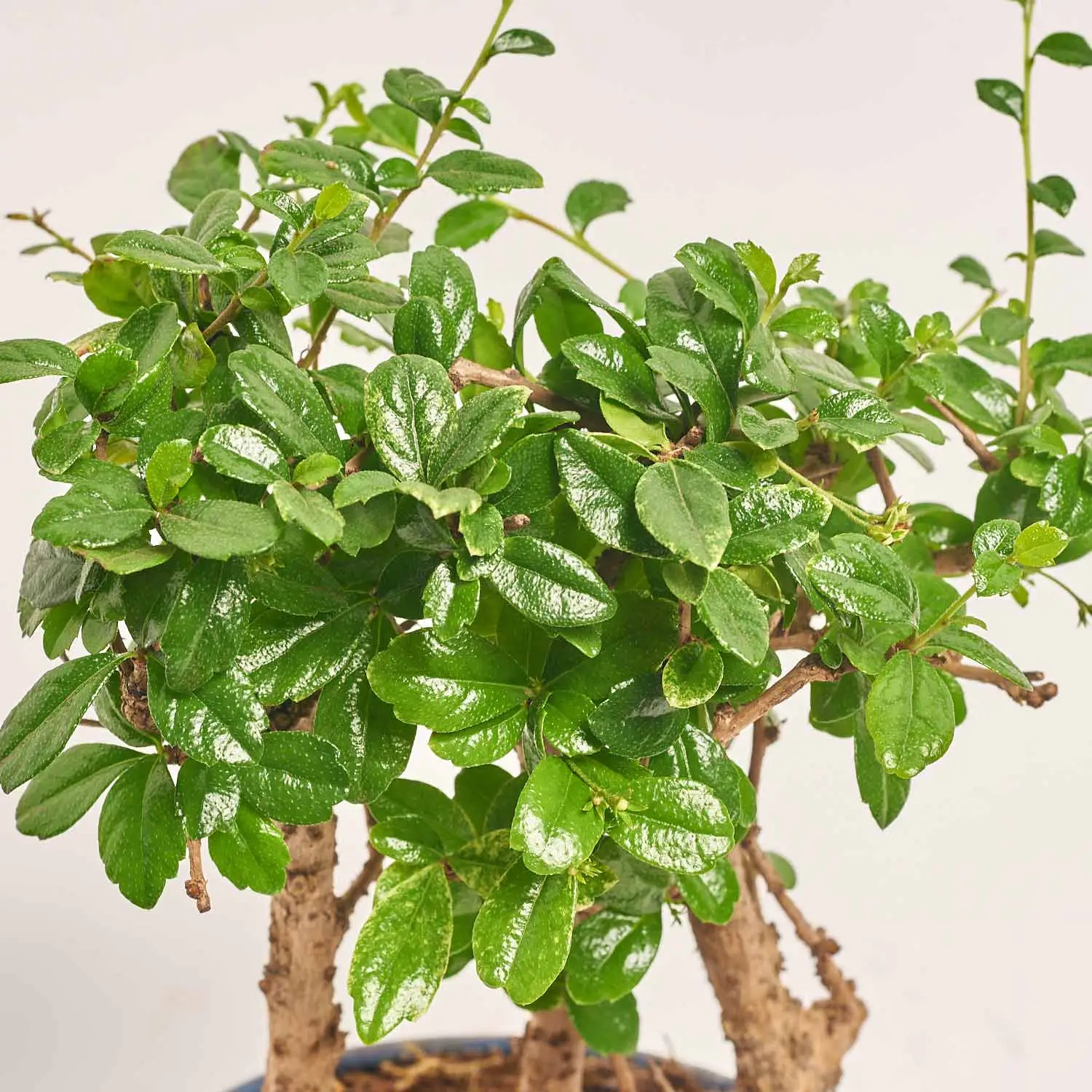 Зображення товару Бонсай в кераміці, артикул: 1330