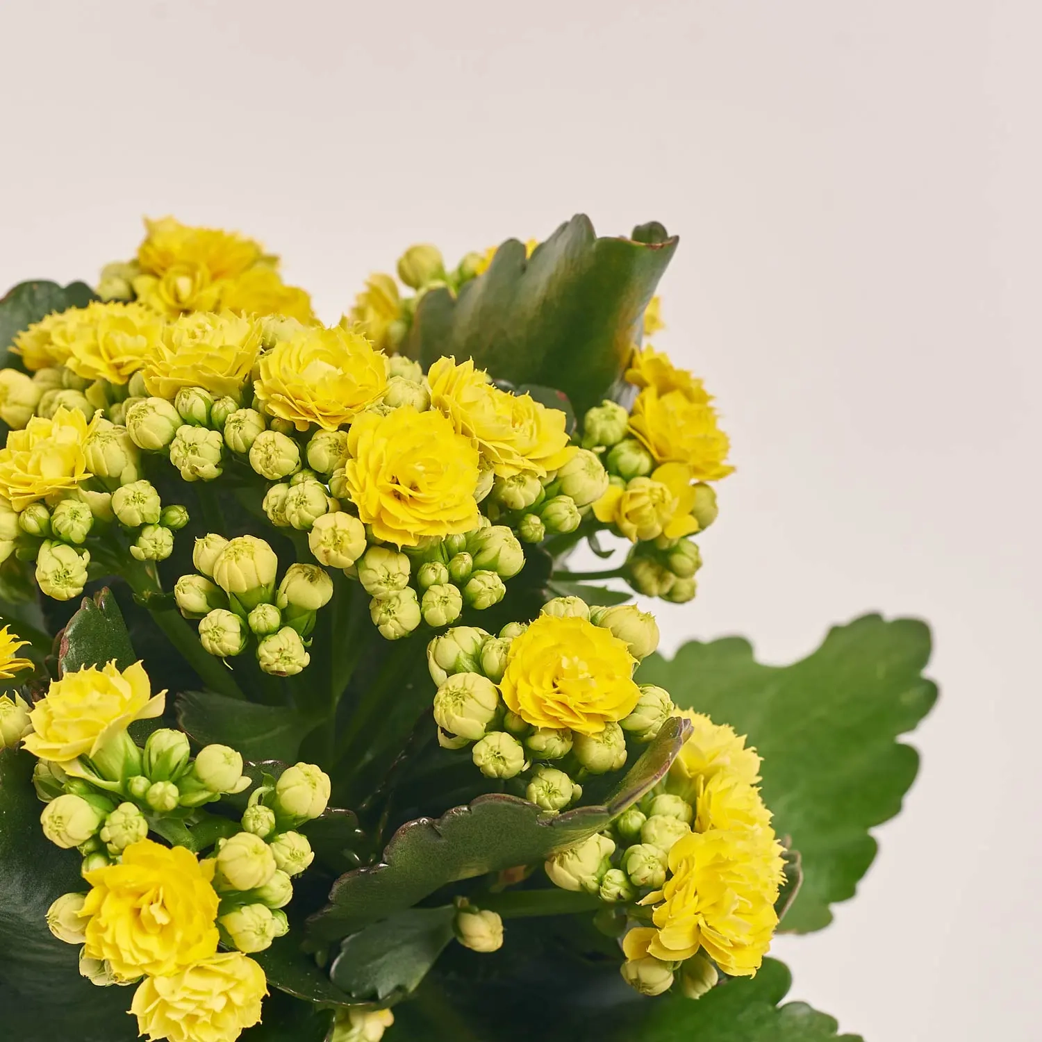 Зображення товару Каланхоє мікс, артикул: 24950