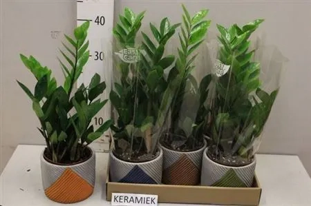 Заміокулькас 3ст. в кер., артикул: 54991 Зображення товару Заміокулькас 3ст. в кер., артикул: 54991