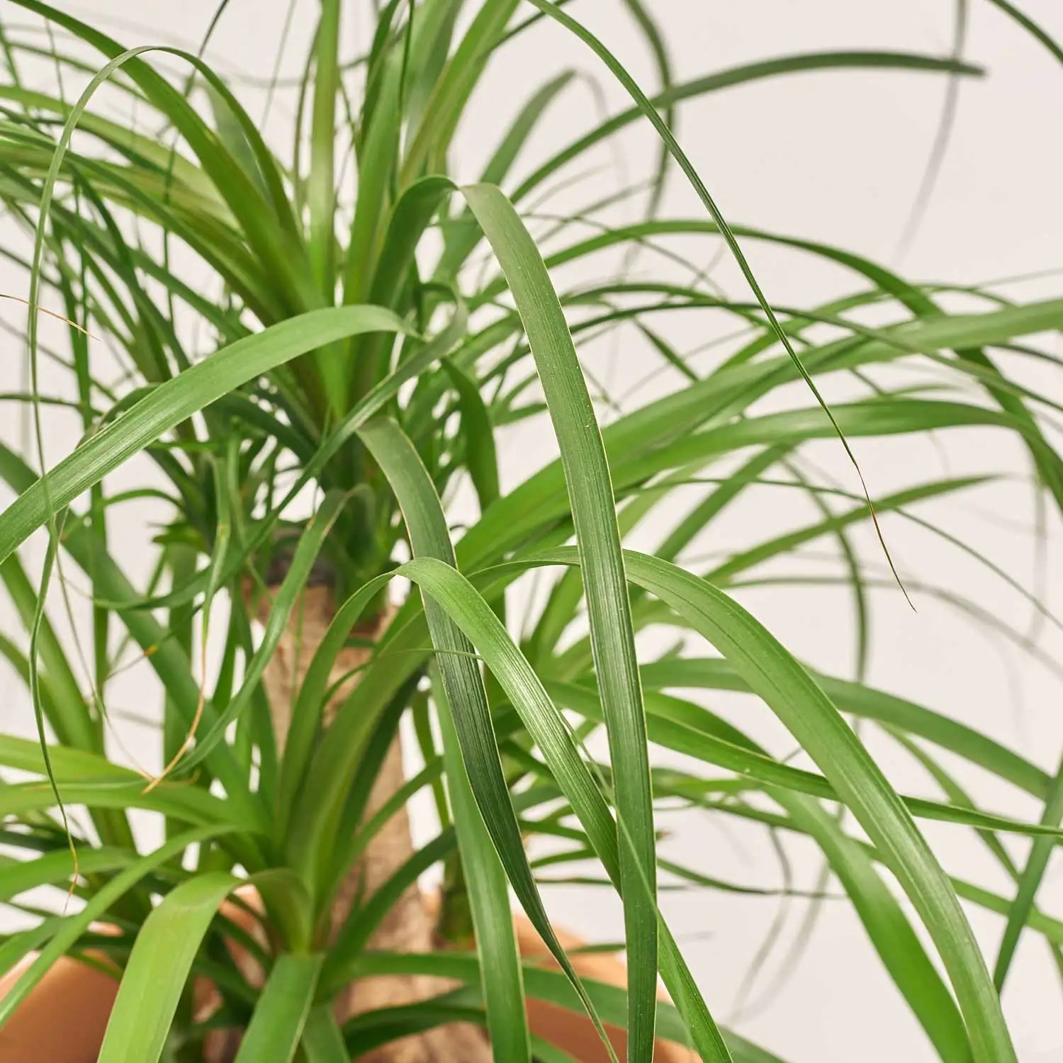 Зображення товару Ноліна та Кашпо Сет 301, артикул: 33925