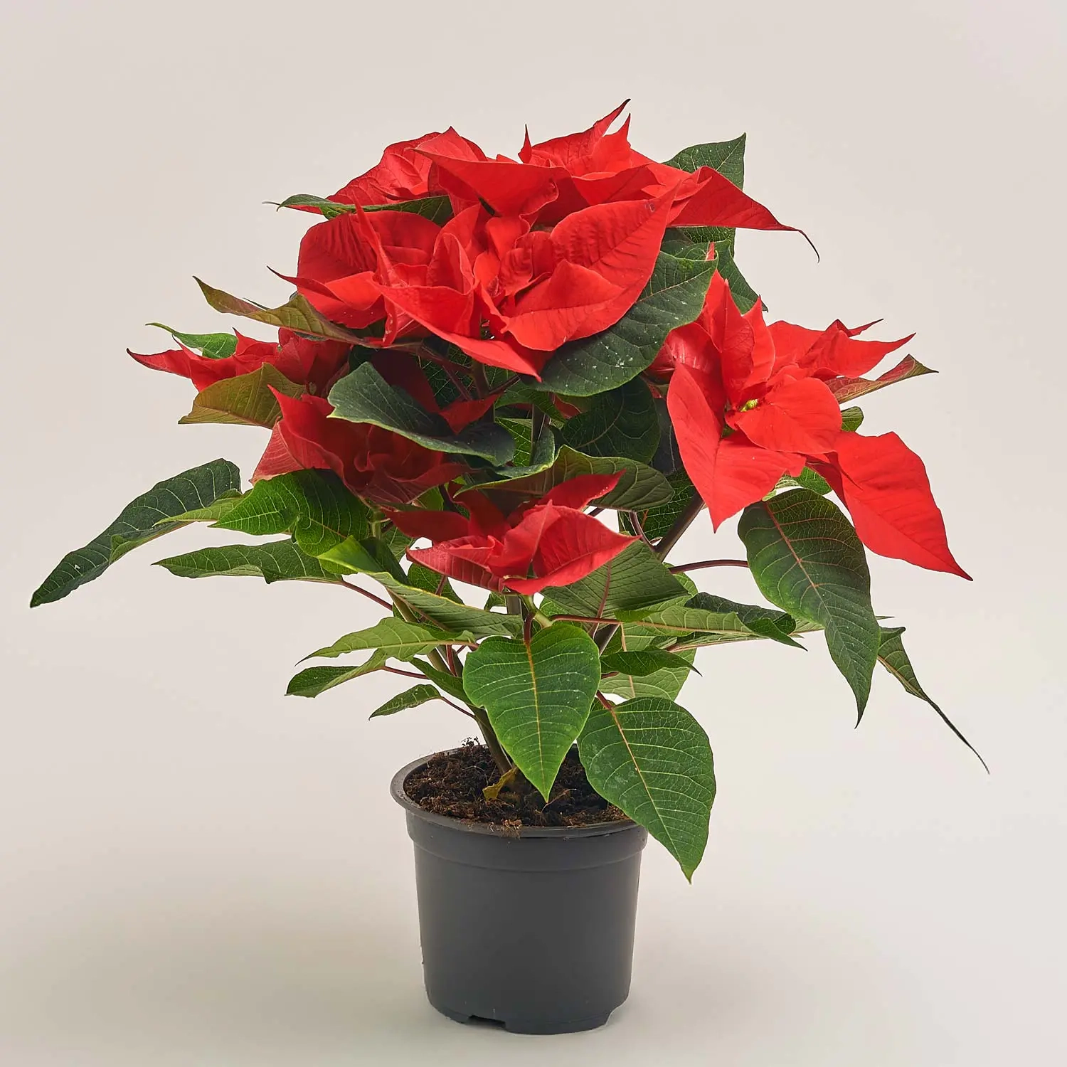 Зображення товару Пуансетія Крісмас Бреак, артикул: 54050