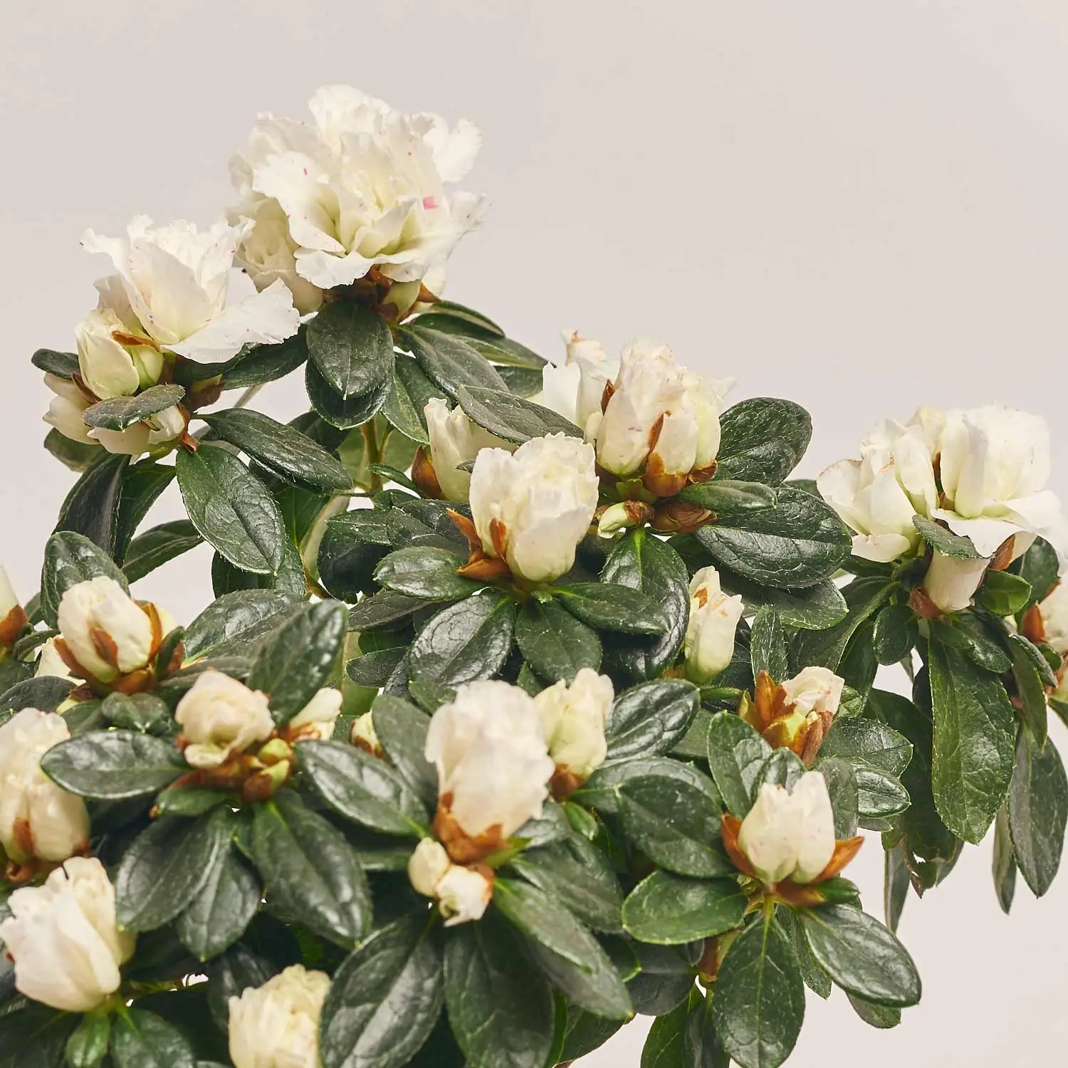 Азалія мікс штам, артикул: 24758 Зображення товару Азалія мікс штам, артикул: 24758