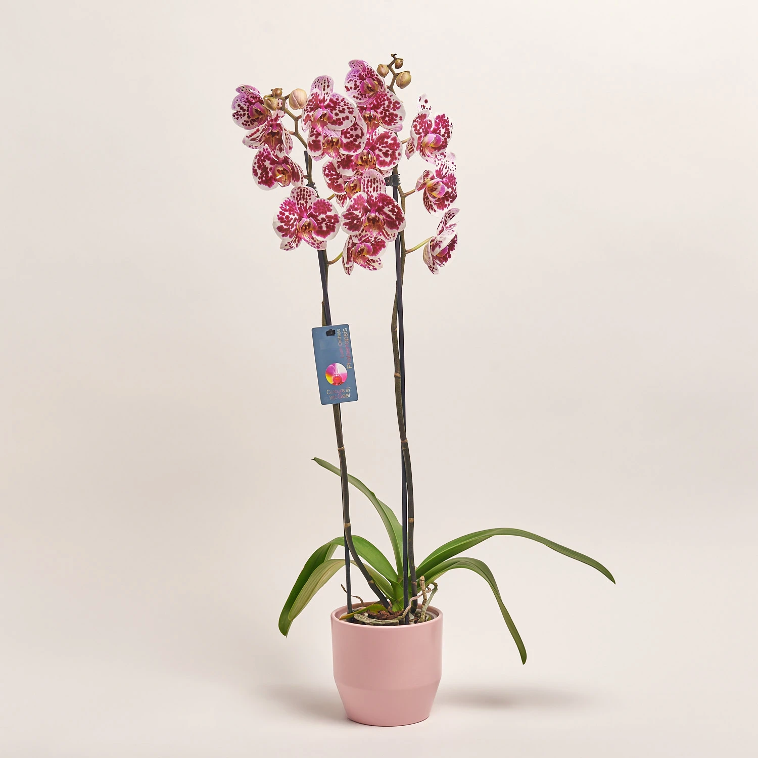 Зображення товару Фаленопсис в Кашпо Сет 427, артикул: 55485