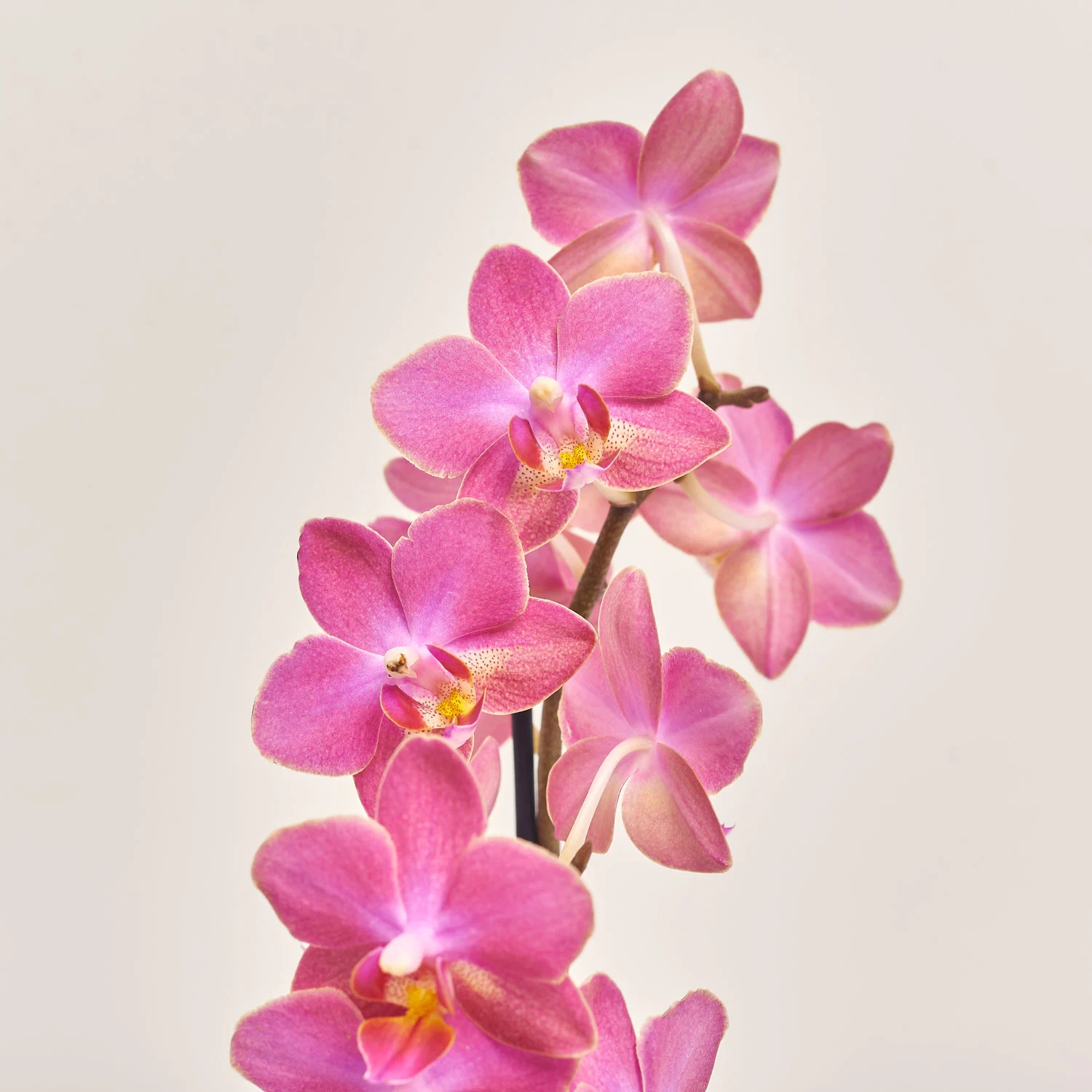 Фаленопсис міні в кер. 2ст. кораловий, артикул: 52469 Зображення товару Фаленопсис міні в кер. 2ст. кораловий, артикул: 52469