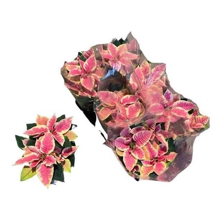 Зображення товару Пуансетія Крісмас Марбл, артикул: 43516