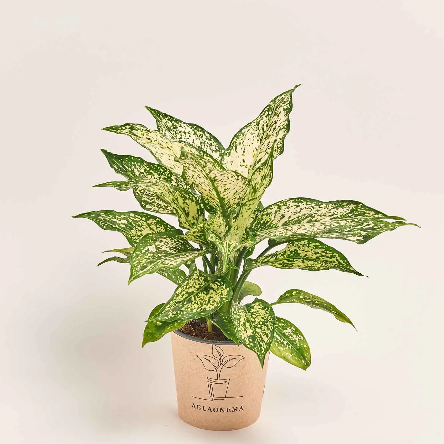 Зображення товару Аглаонема Вайт Ківі, артикул: 51795