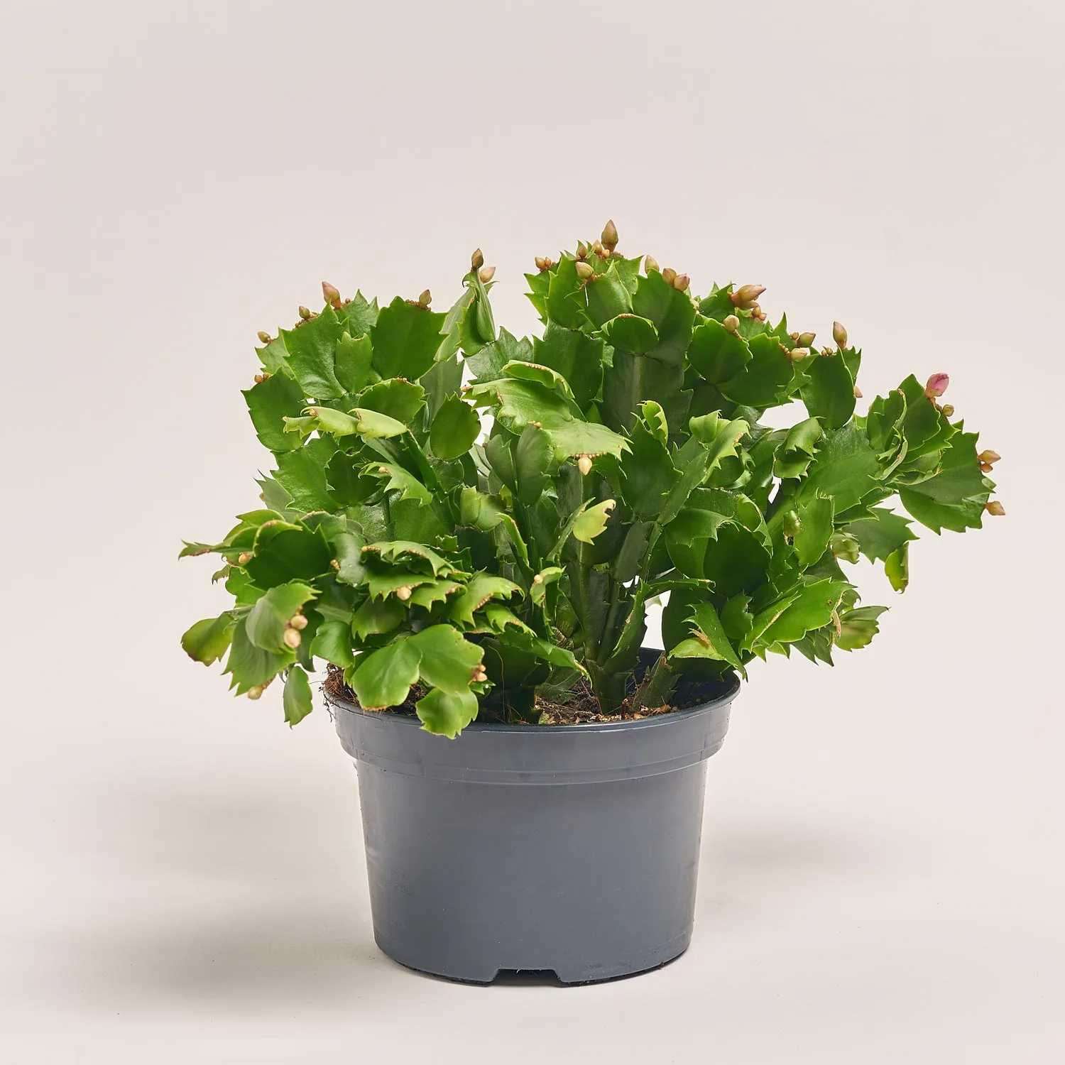 Зображення товару Шлюмбергера мікс, артикул: 42617