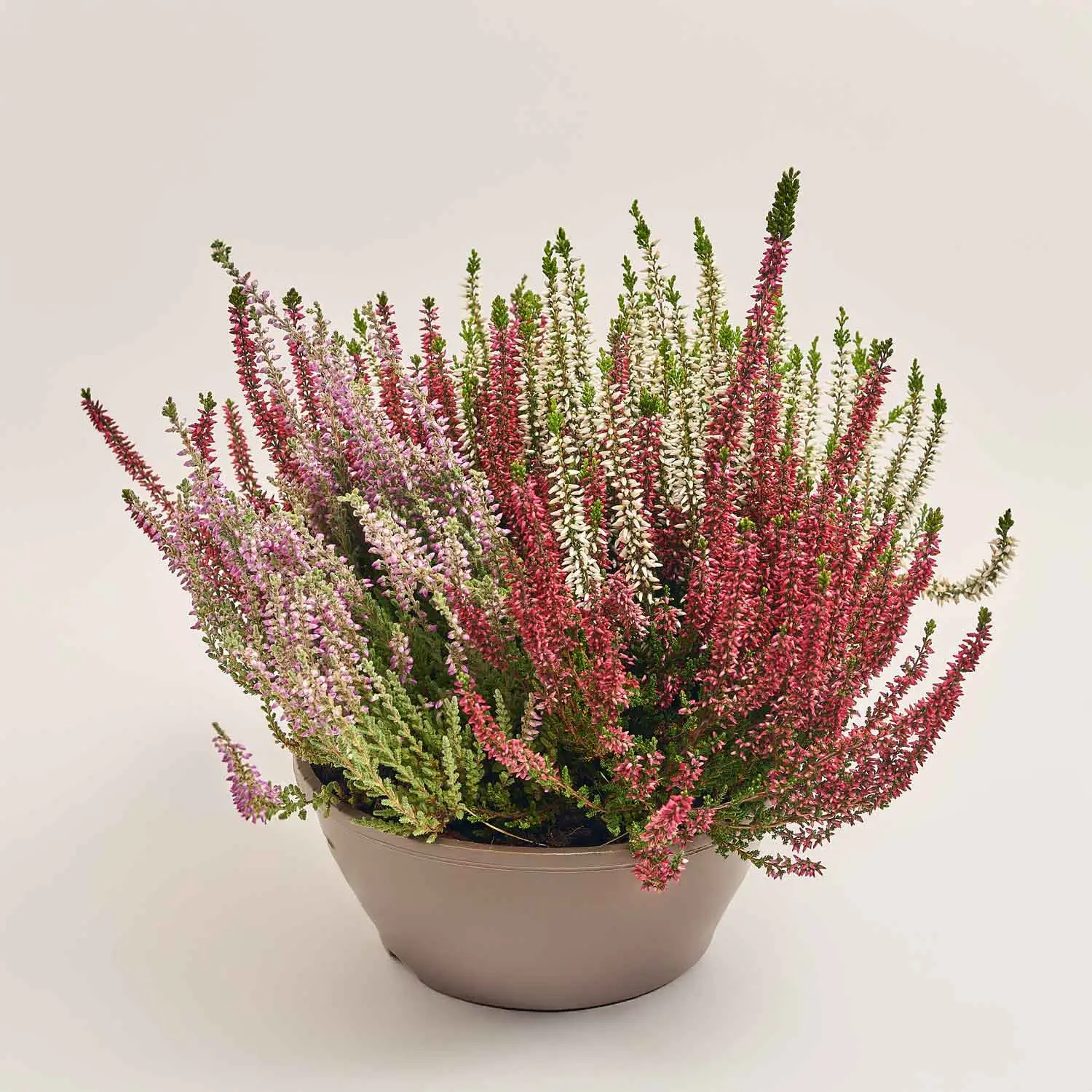 Зображення товару Калуна Кватро, артикул: 52471