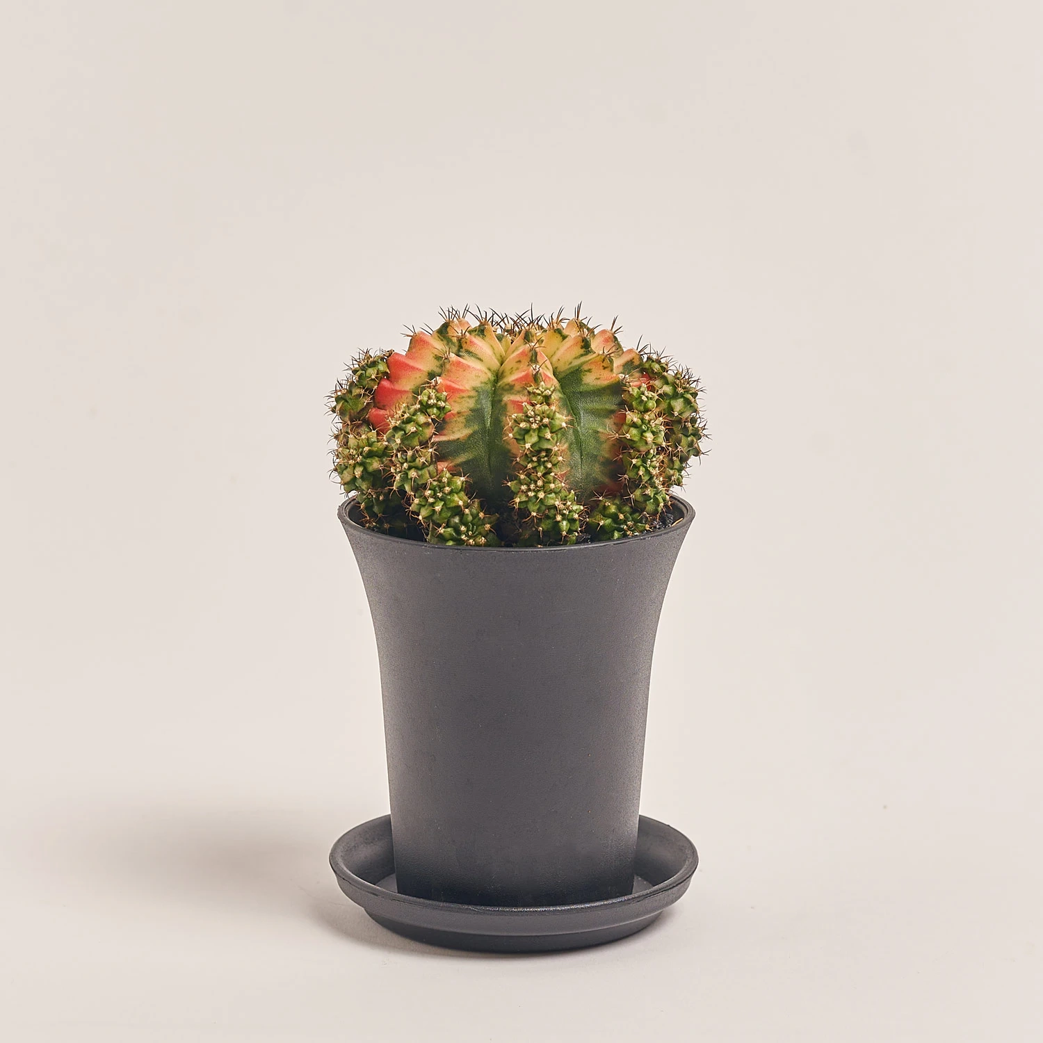 Зображення товару Гімнокаліциум Варієгатний "Мультиколор", артикул: 54799