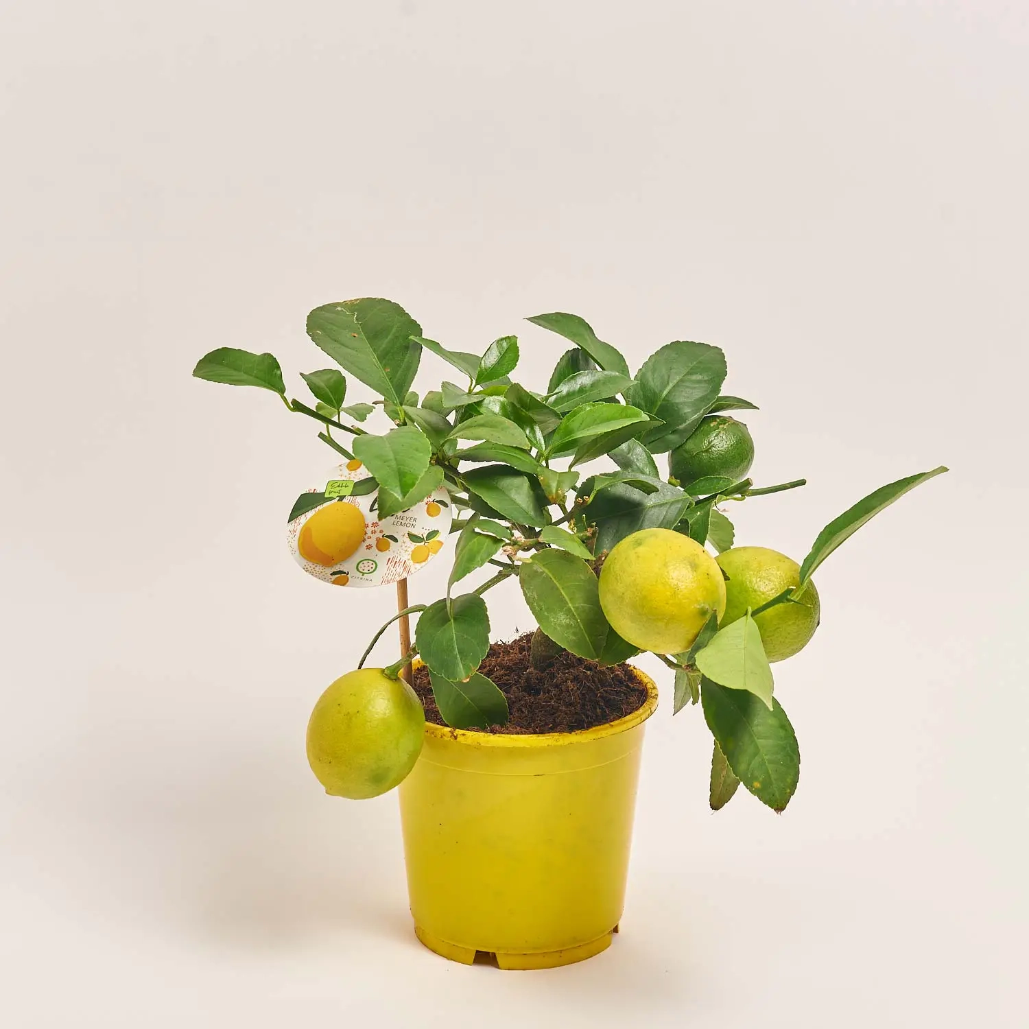 Цитрофортунелла Лимон Мейера, артикул: 52046 Зображення товару Цитрофортунелла Лимон Мейера, артикул: 52046