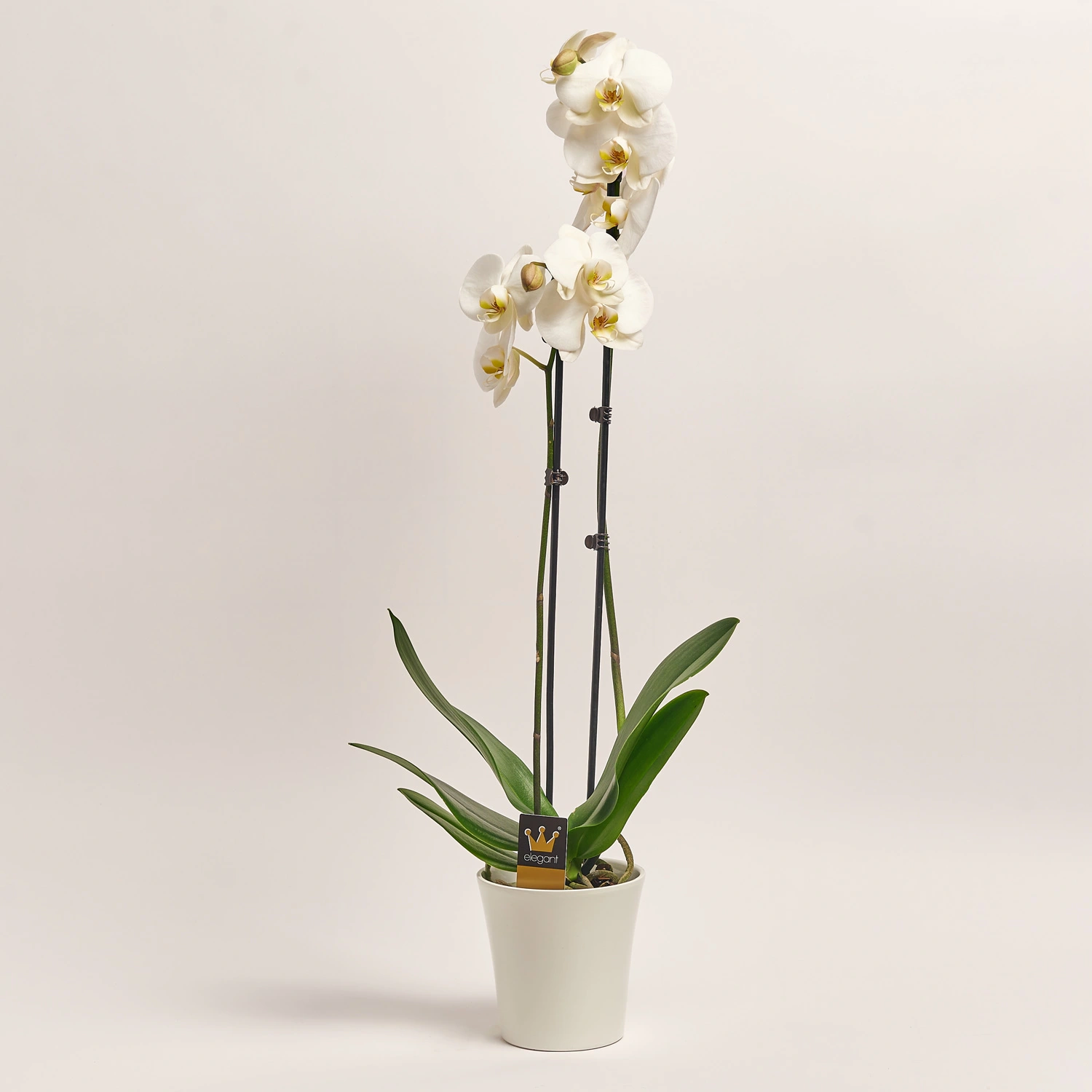 Фаленопсис та Кашпо Сет 225, артикул: 53726 Зображення товару Фаленопсис та Кашпо Сет 225, артикул: 53726