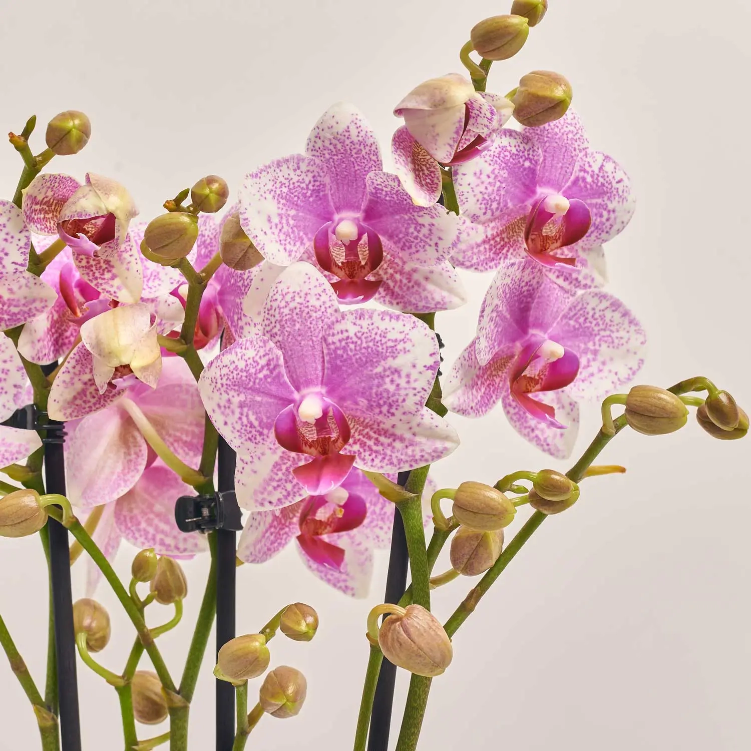 Зображення товару Фаленопсис Ротердам та Кашпо Сет 340, артикул: 53345