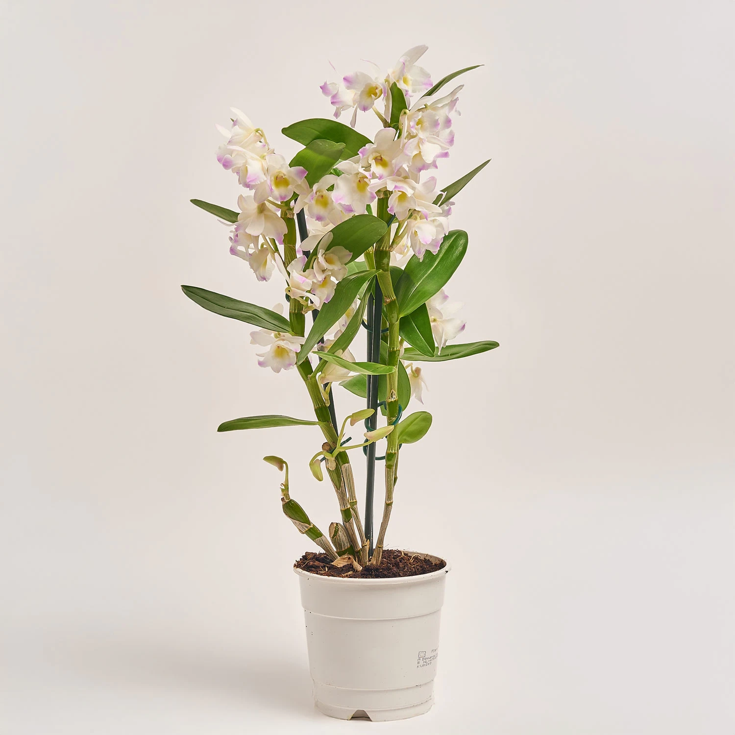 Дендробіум Куміко 2ст., артикул: 19262 Зображення товару Дендробіум Куміко 2ст., артикул: 19262
