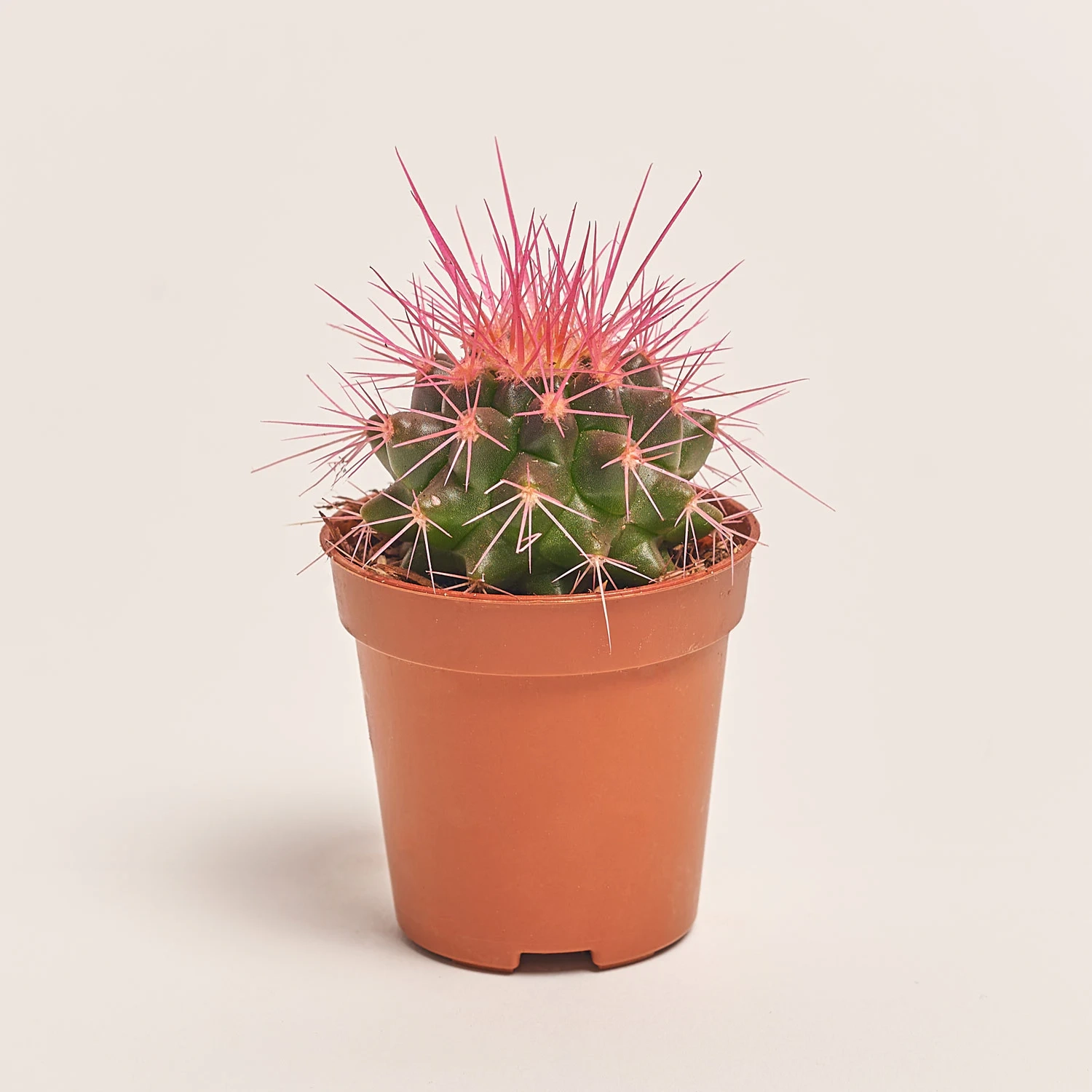 Ехінокактус Рейнбов, артикул: 2390 Зображення товару Ехінокактус Рейнбов, артикул: 2390