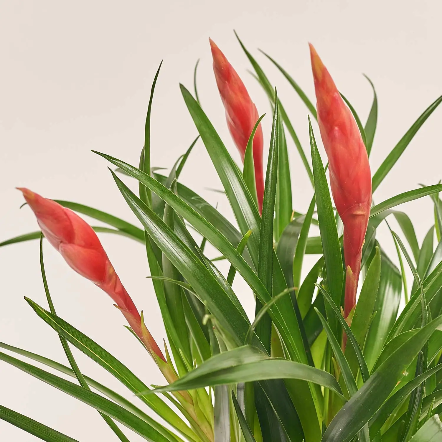 Зображення товару Врієзія Мф мікс, артикул: 53959