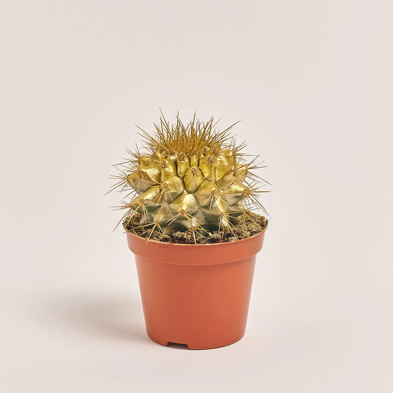 Зображення товару Ехінокактус Рейнбов новорічний мікс, артикул: 53636