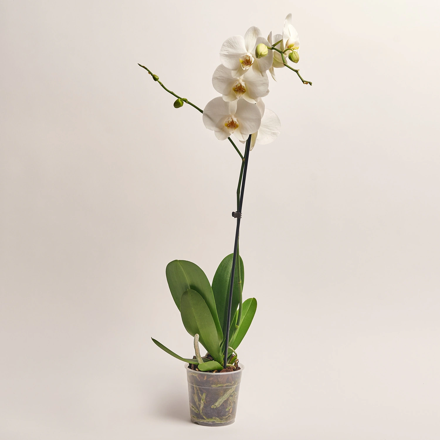 Фаленопсис 1ст. мікс, артикул: 18850 Зображення товару Фаленопсис 1ст. мікс, артикул: 18850