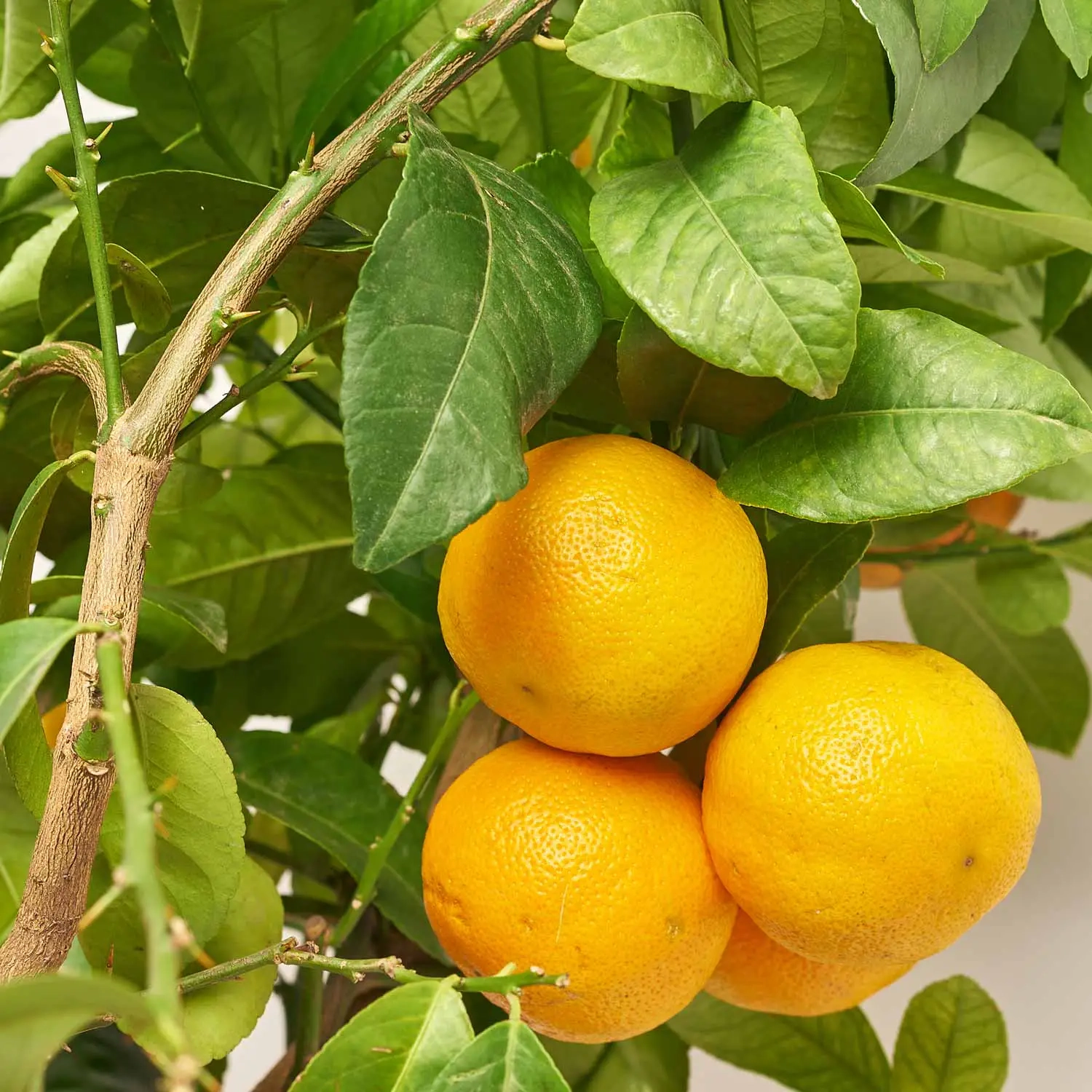 Цитрофортунелла Ліметта лайм, артикул: 53598 Зображення товару Цитрофортунелла Ліметта лайм, артикул: 53598