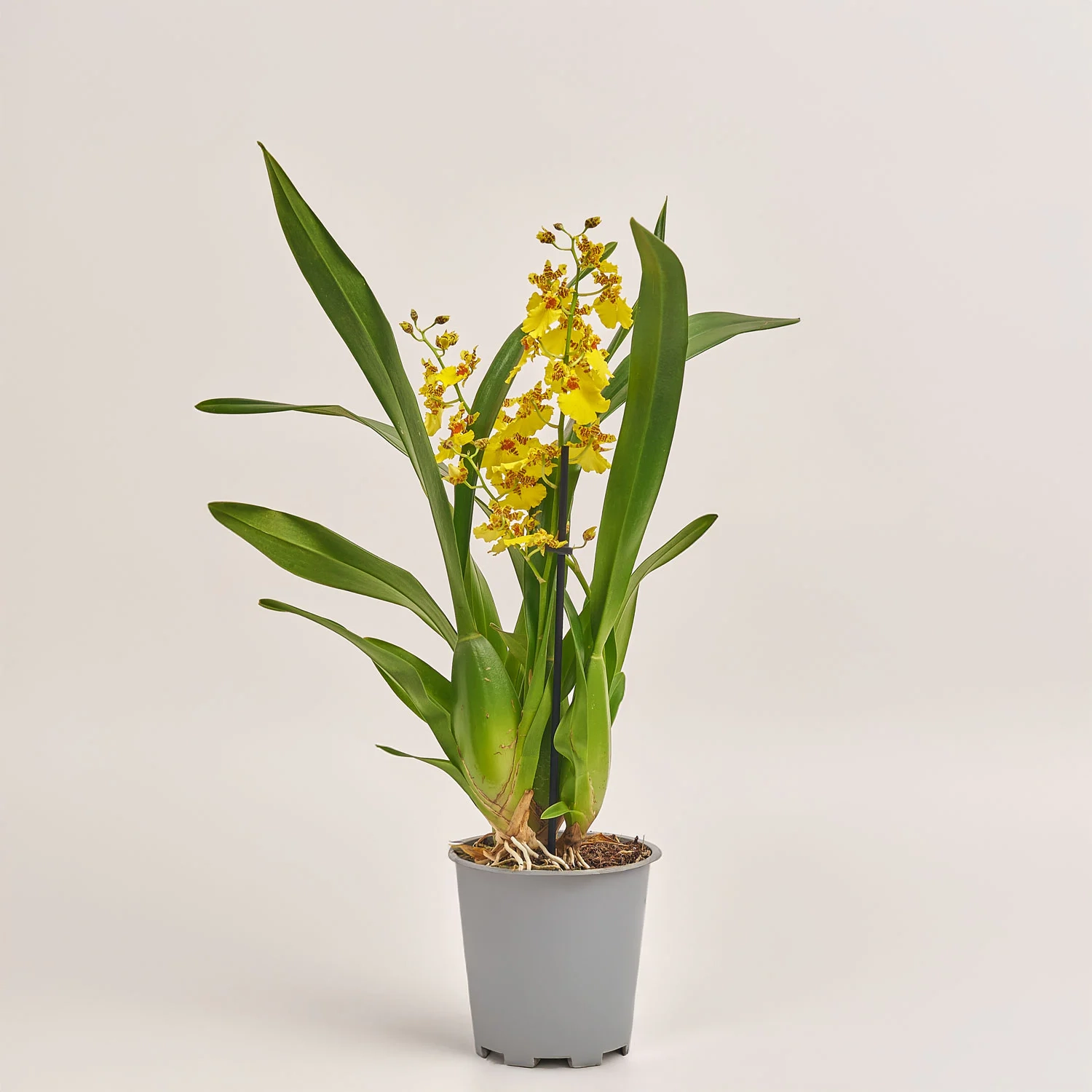 Онцидіум 2ст. жовтий, артикул: 53754 Зображення товару Онцидіум 2ст. жовтий, артикул: 53754