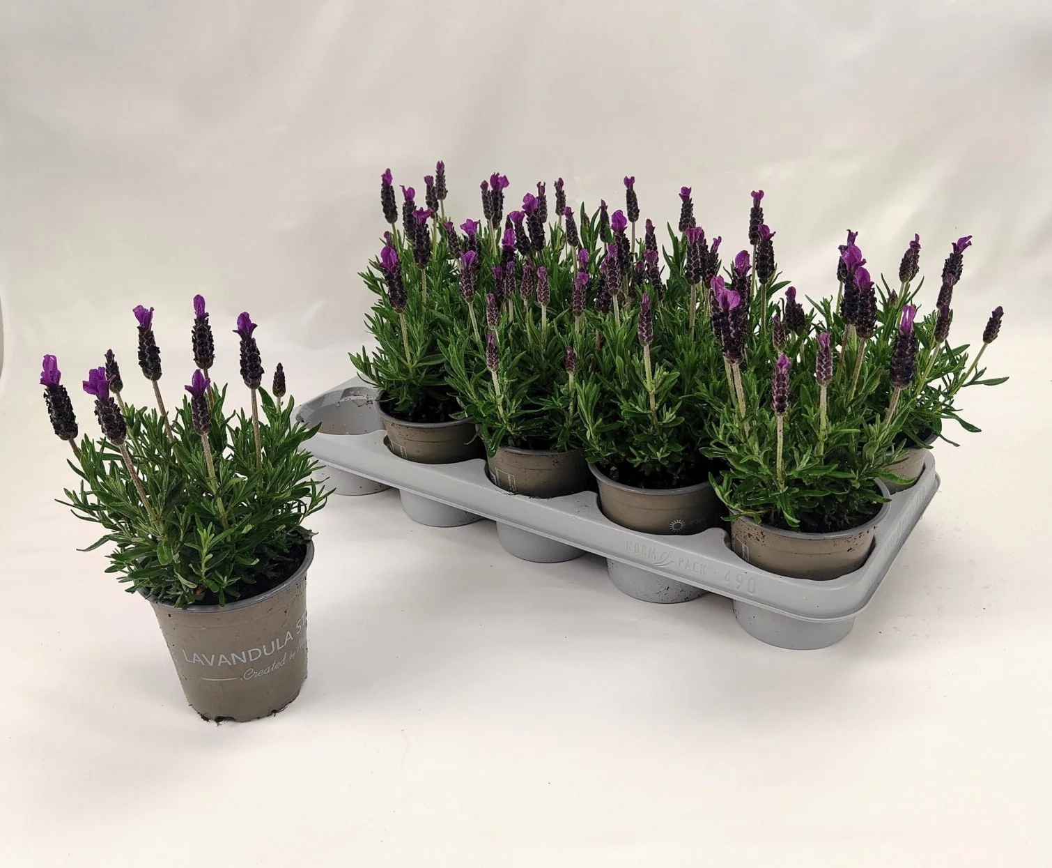 Зображення товару Лаванда Стехадська, артикул: 57317