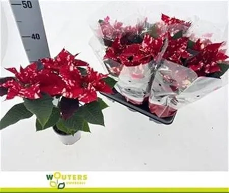 Пуансетія Скайстар, артикул: 54321 Зображення товару Пуансетія Скайстар, артикул: 54321