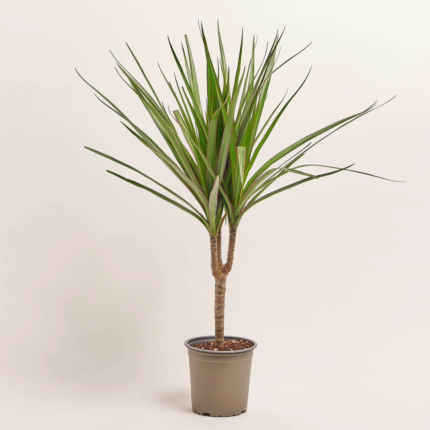 Зображення товару Драцена Маргіната 1ст., артикул: 52594