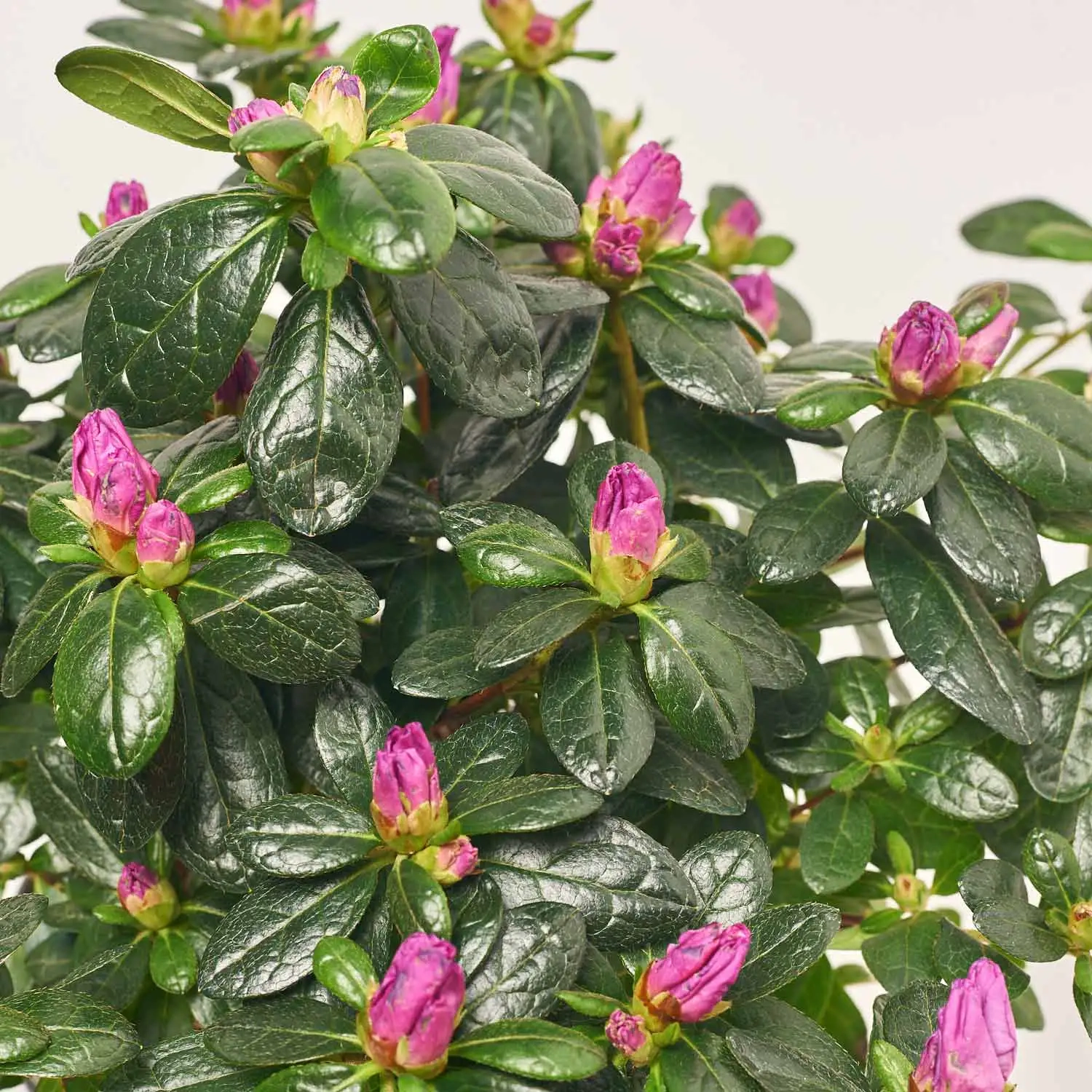 Зображення товару Азалія Осталет, артикул: 55853