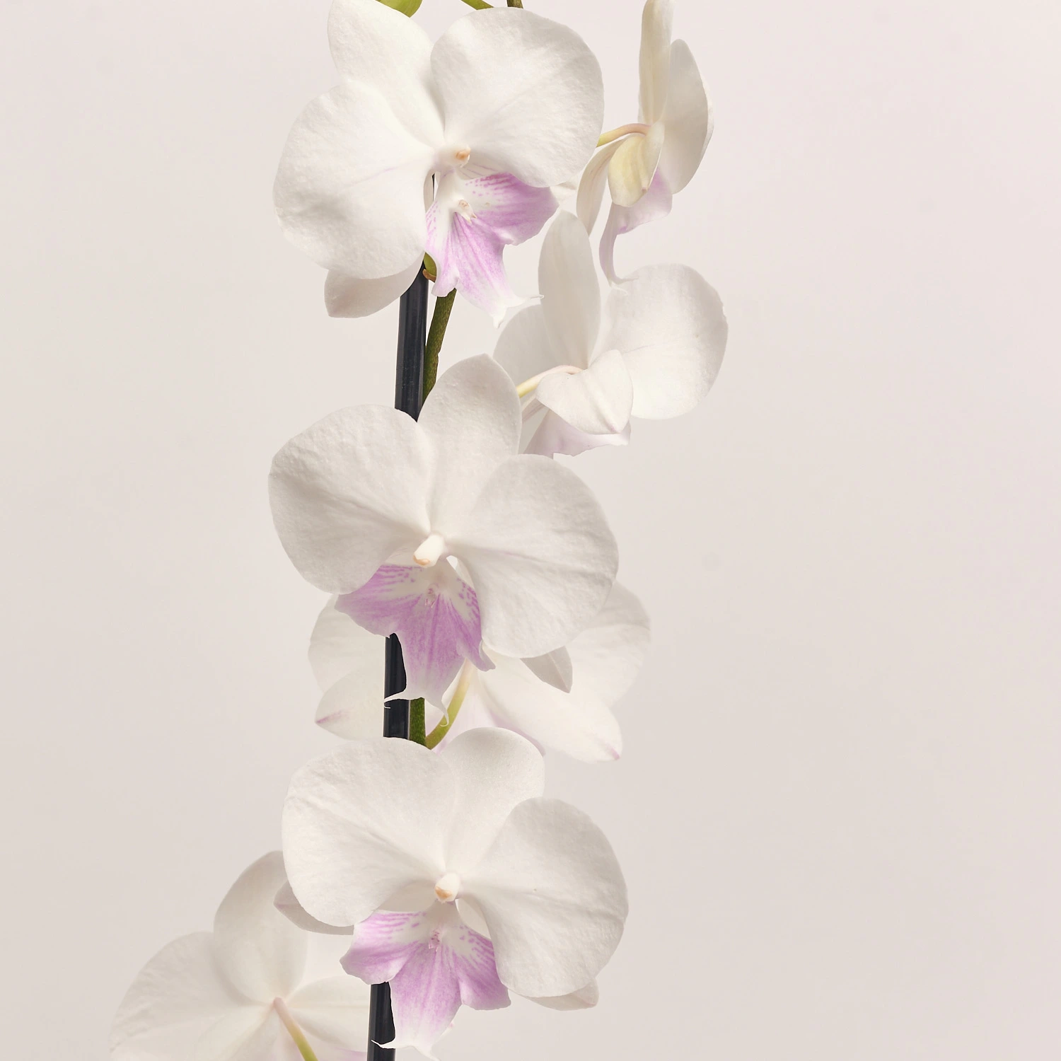 Фаленопсис 1ст. мікс, артикул: 18850 Зображення товару Фаленопсис 1ст. мікс, артикул: 18850