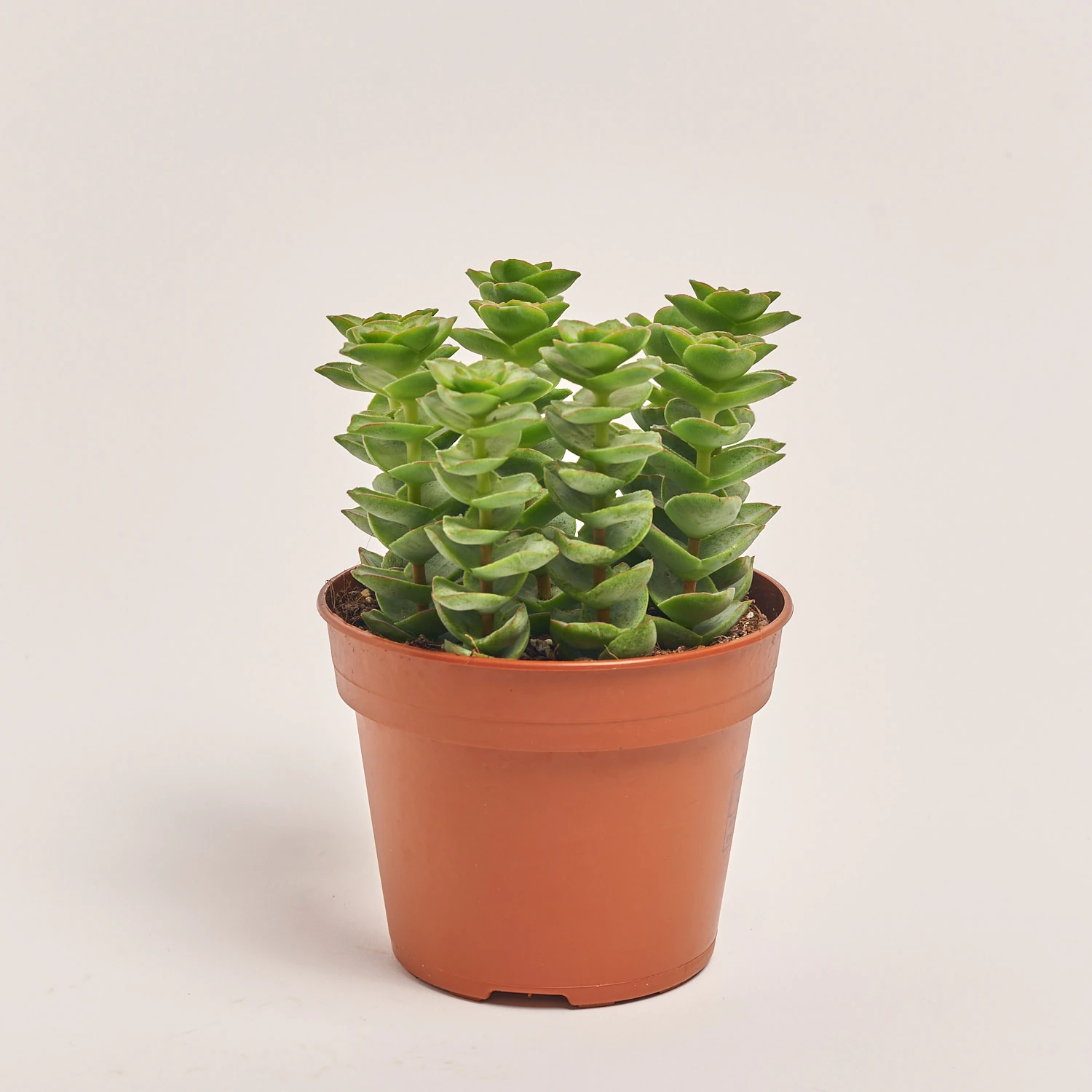 Зображення товару Красула Пер, артикул: 31739