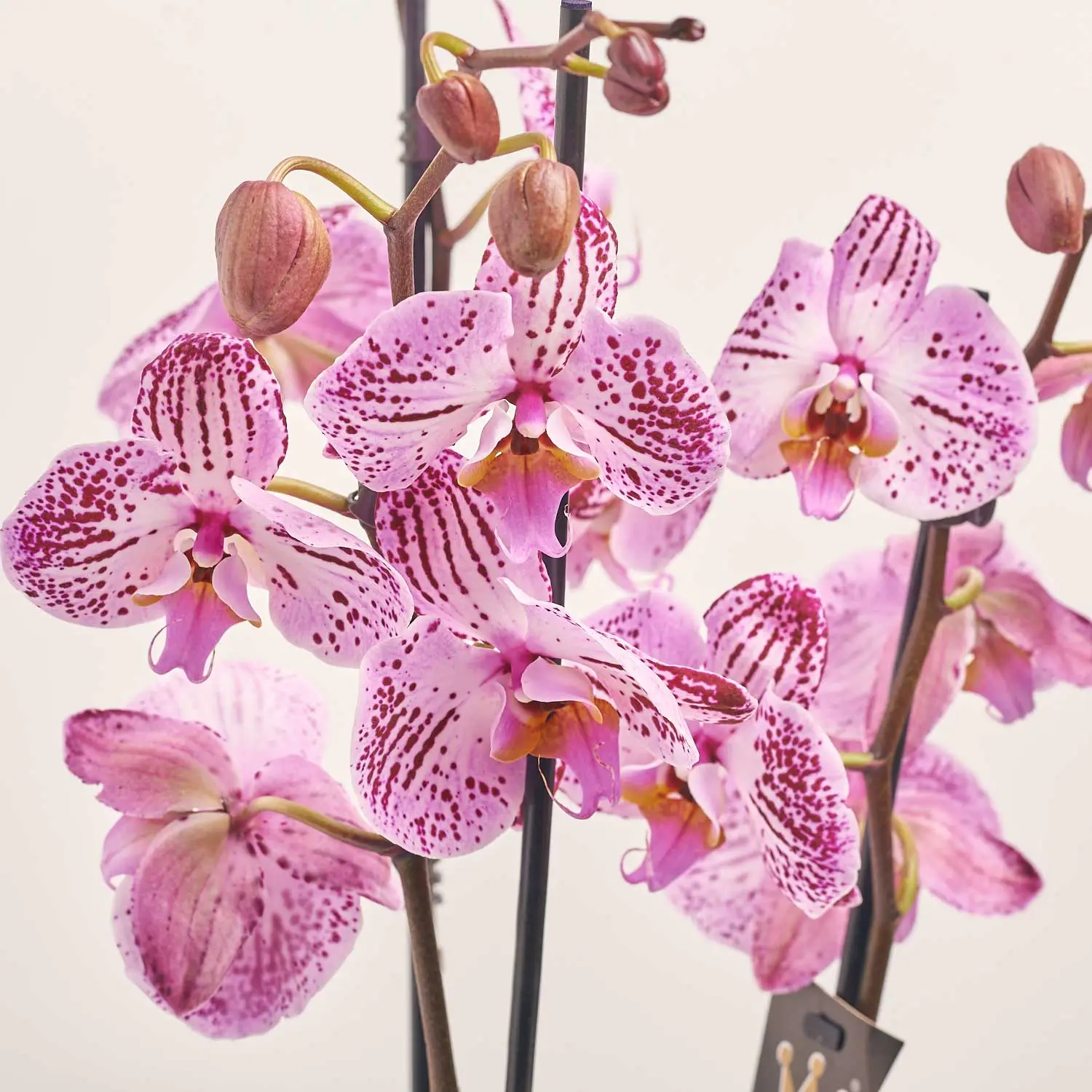 Зображення товару Фаленопсис мікс 3ст., артикул: 18363