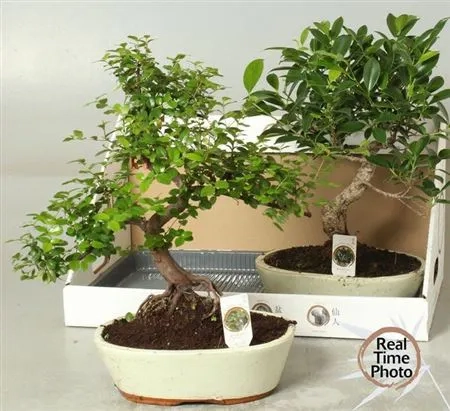 Бонсай в кер., артикул: 52984 Зображення товару Бонсай в кер., артикул: 52984